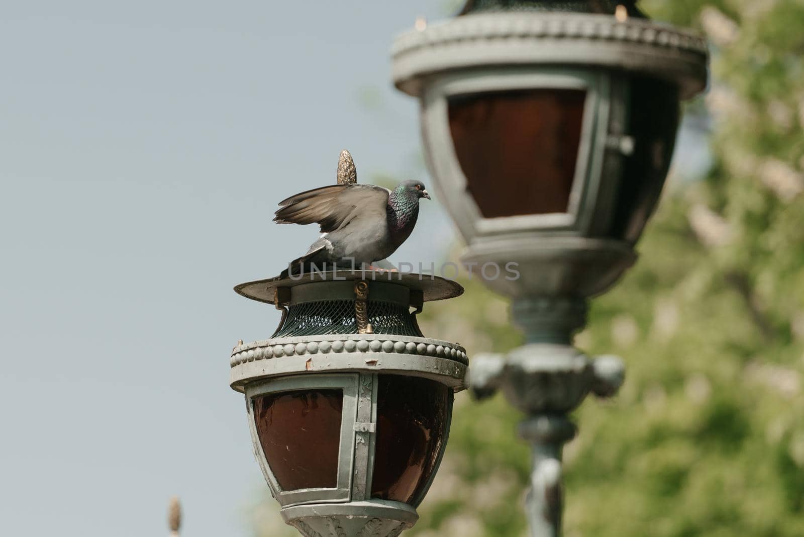Warsaw, Poland - MAY 12, 2022: The pigeon on the head of the lamppost on the Palace on the Isle in Royal Baths Park, Lazienki Park