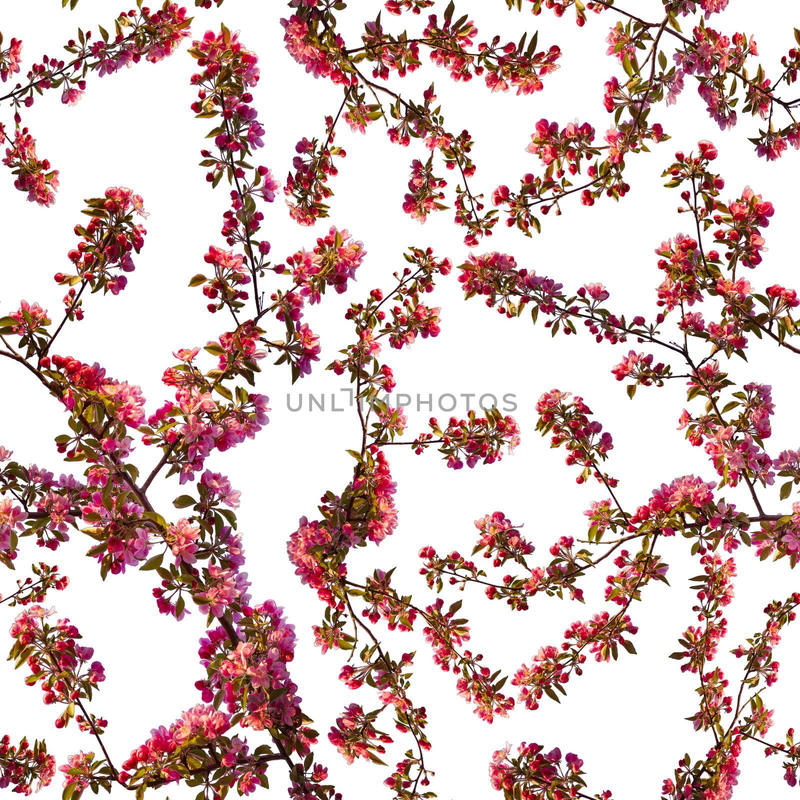 Apple blossom branch of flowers cherry. Traditional ornate spring flowers sakura pattern seamless. White flower buds on a tree. Sacura collage artistic illustration. by Andre1ns