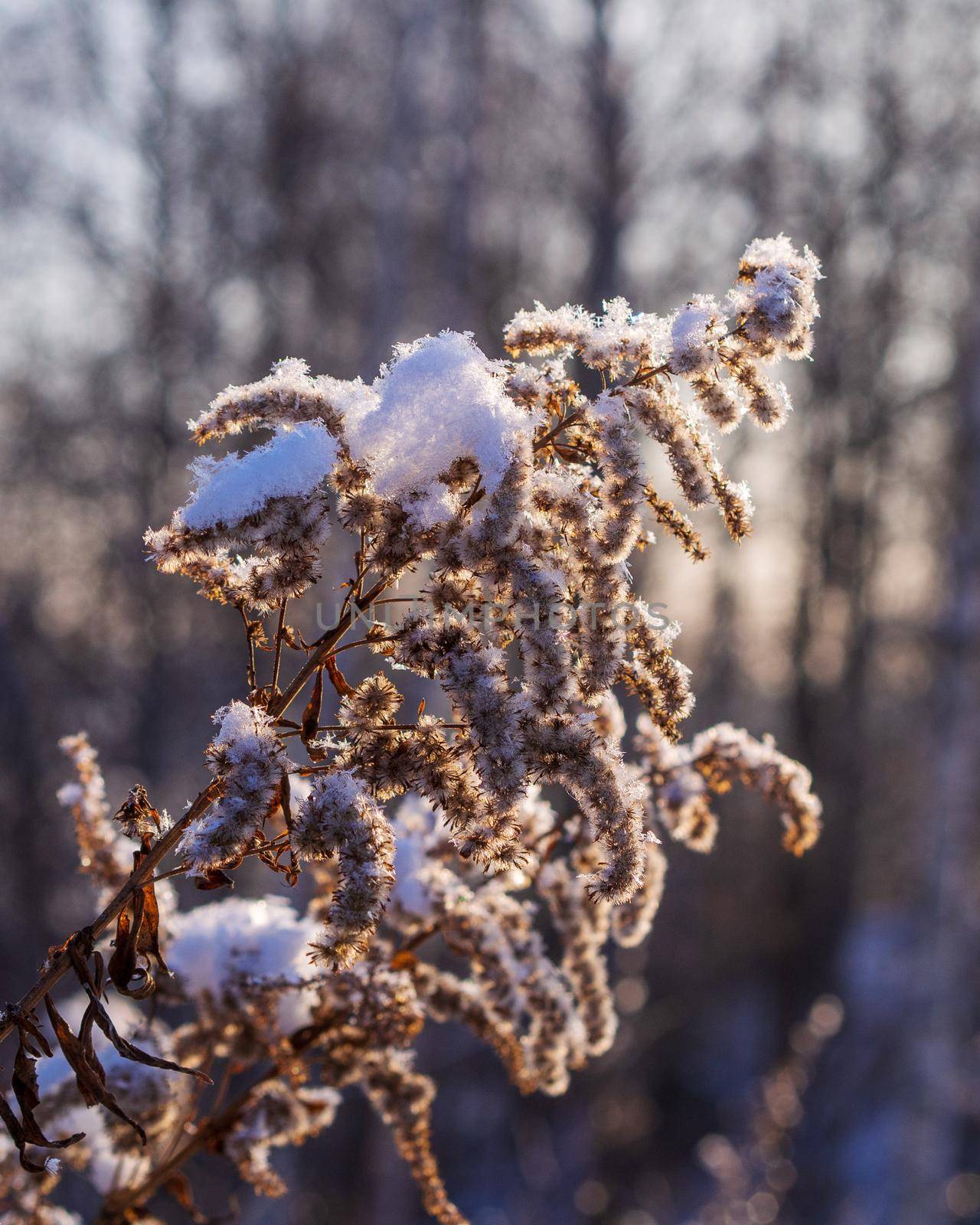 Frozen dry grass, close up. Abstract winter of autumnal natural background by Andre1ns