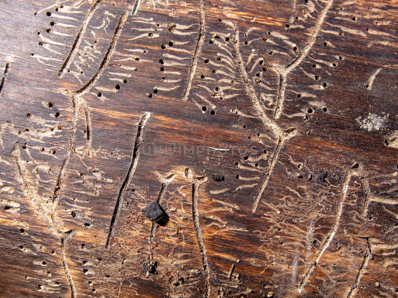 Patterns of various shapes on wood, left by the bark beetle. The tree was eaten by the bark beetle. by Andre1ns
