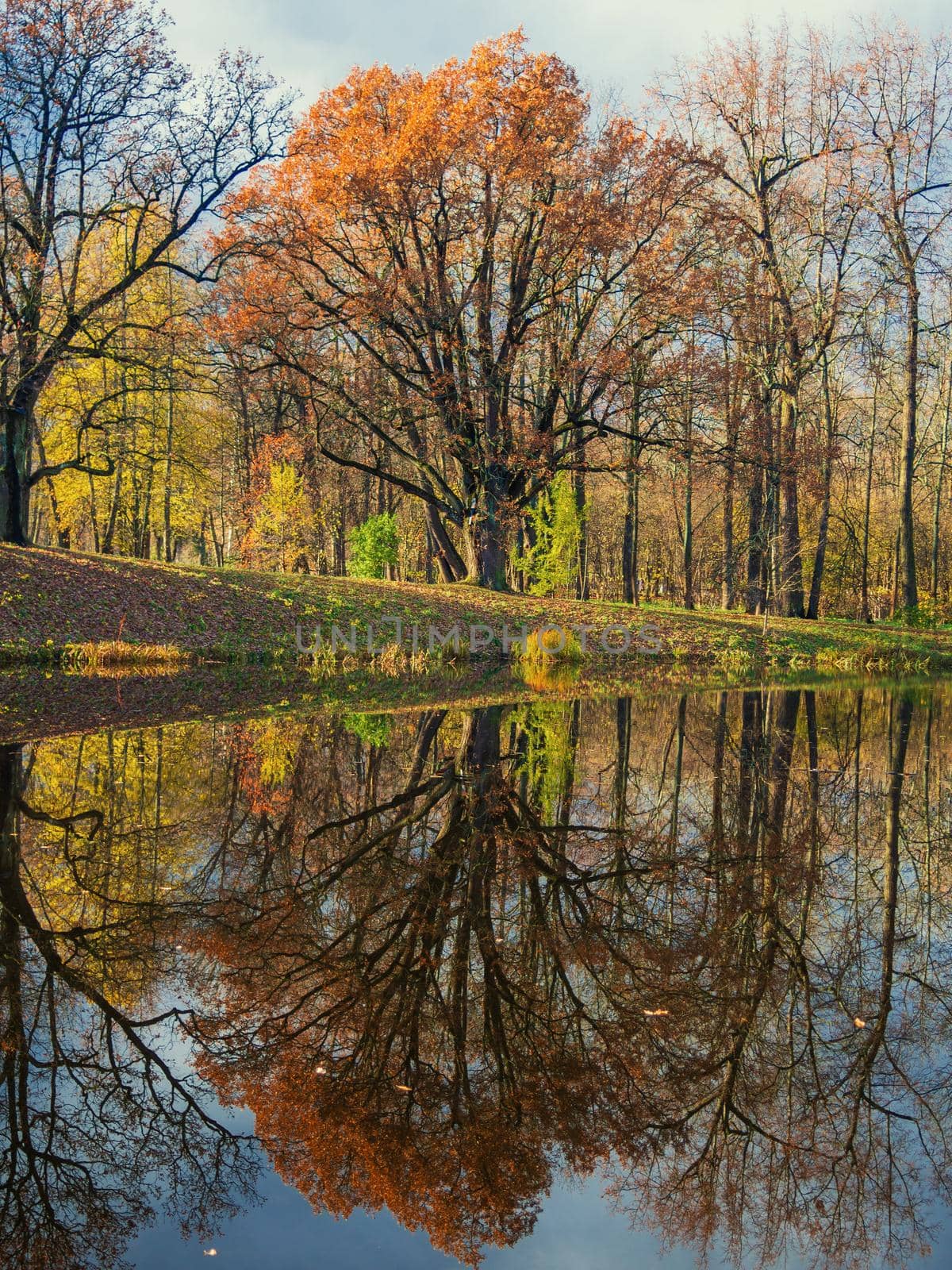 Autumn landscape. The tree is reflected in the lake