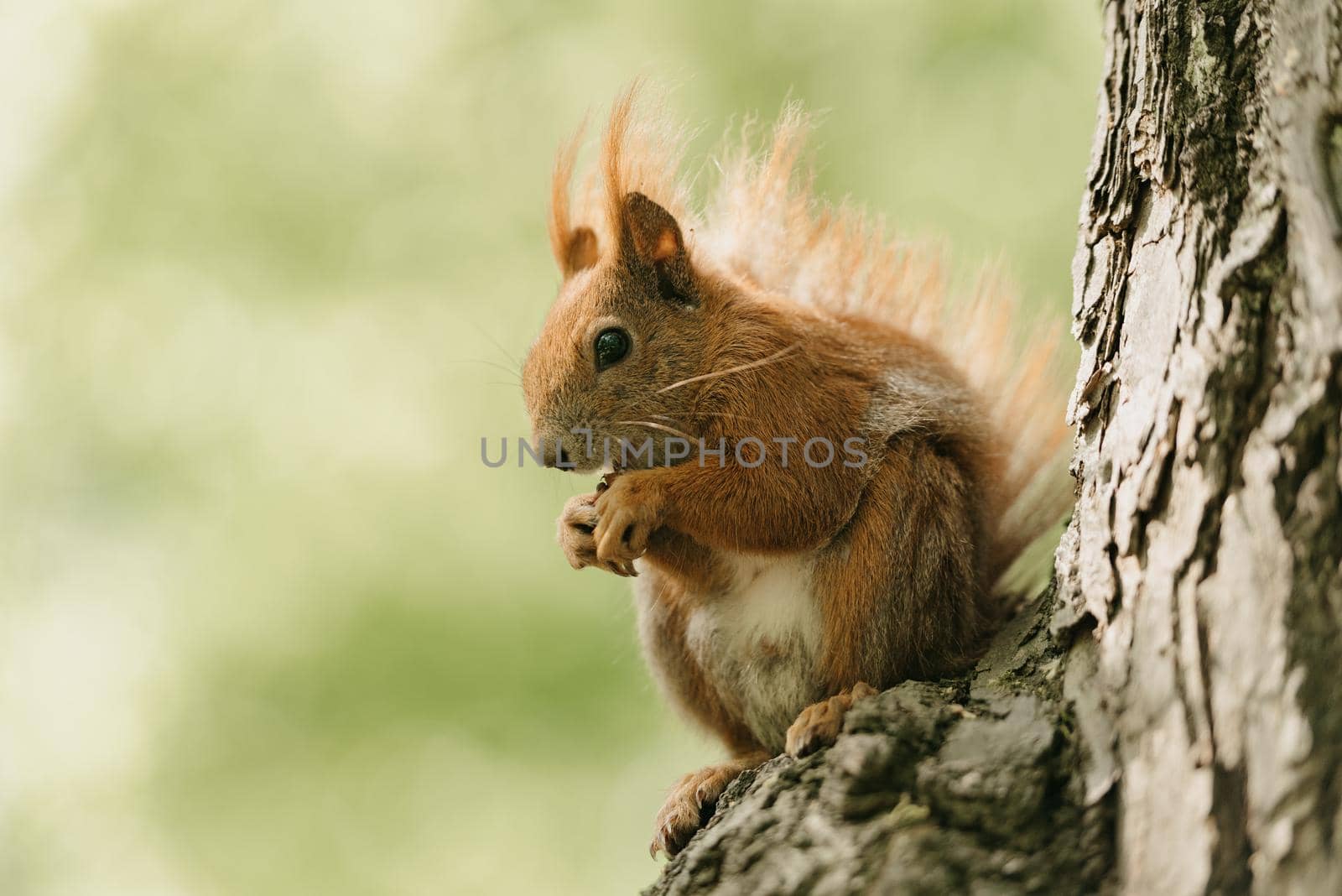 The red fluffy squirrel is eating a nut on the branch of the tree in the Royal Baths Park, Lazienki Park