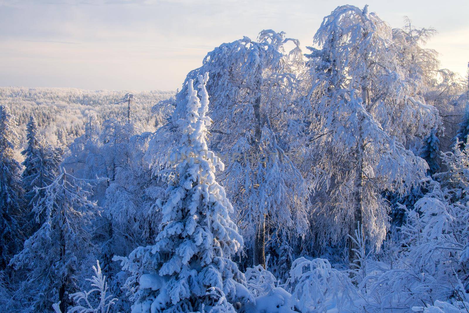 Fabulous winter landscape. Snow-covered trees in the Ural winter forest