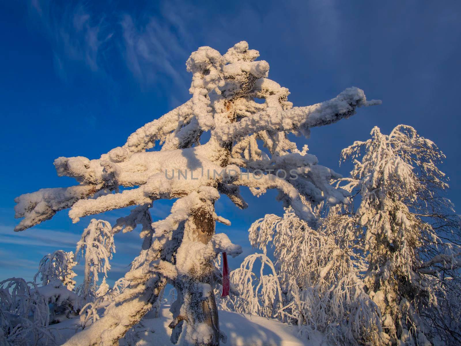 Fabulous winter landscape. Snow-covered trees in the Ural winter forest