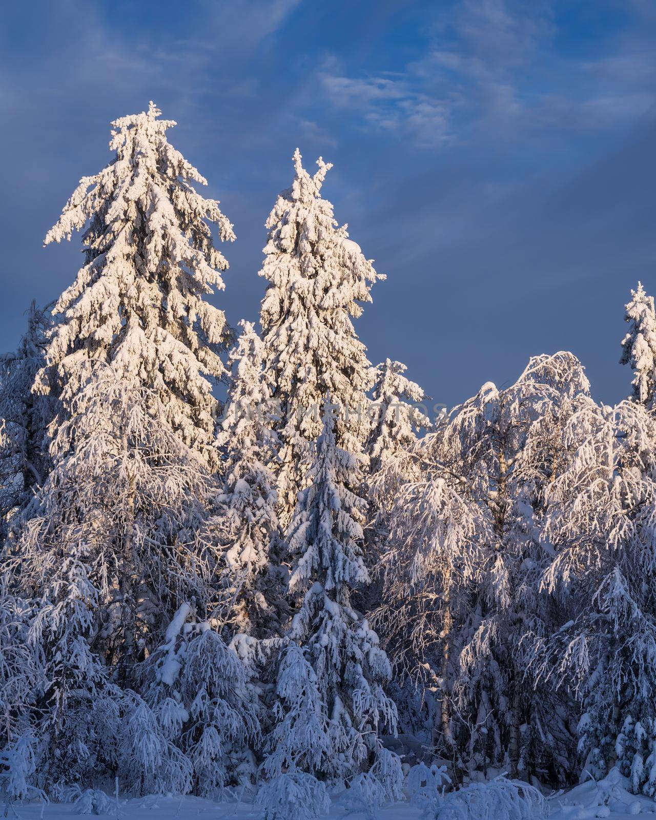 Fabulous winter landscape. Snow-covered trees in the Ural winter forest