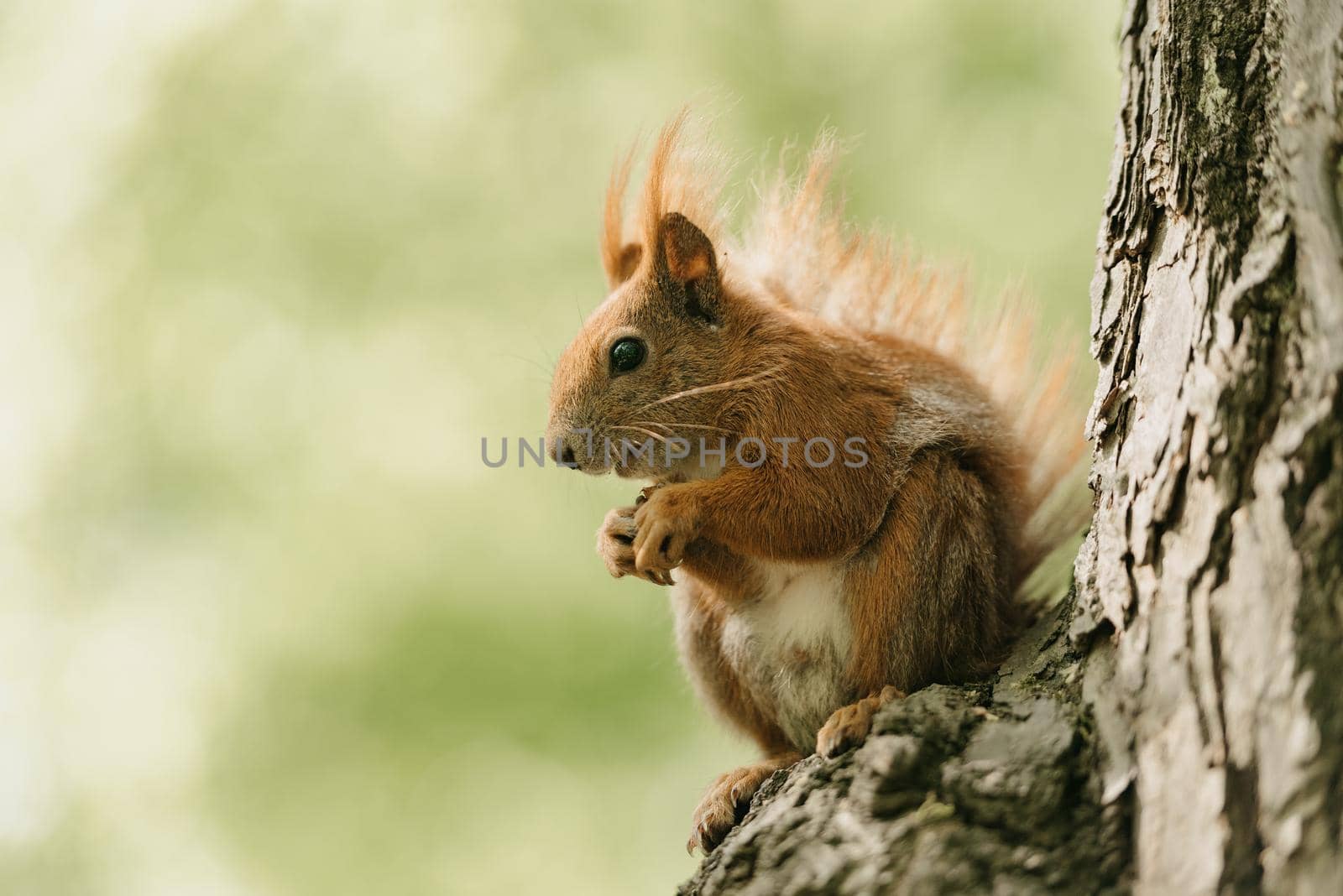 The red squirrel is eating a nut on the branch of the tree in the Royal Baths Park, Lazienki Park