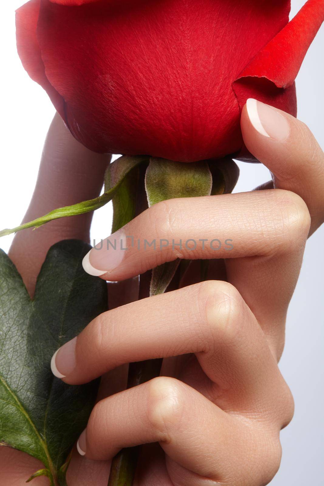 Beautiful female fingers with ideal french manicure touching red rose. Care about female hands, healthy soft skin. Spa and cosmetics. Beauty care. Close-up of beautiful fingers with nails polish.