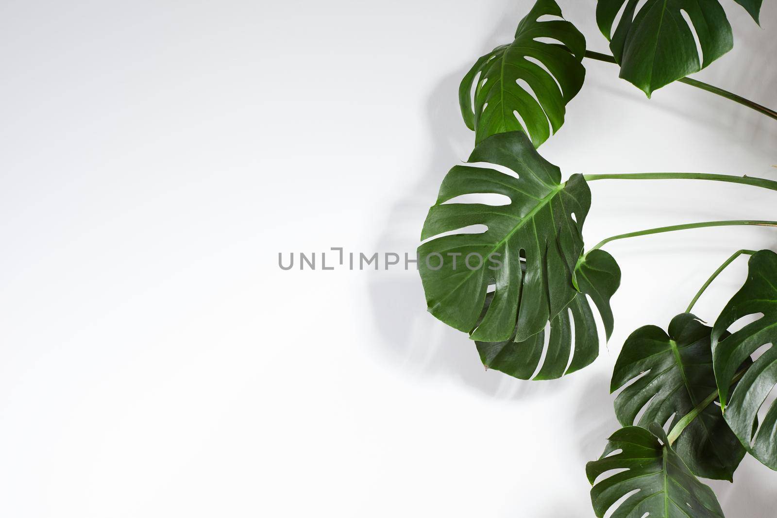 Monstera or Palm Leaves Summer Minimal White Background. Space for Text. Copyspace with Tropical Floral. Green Leaf on white Wall