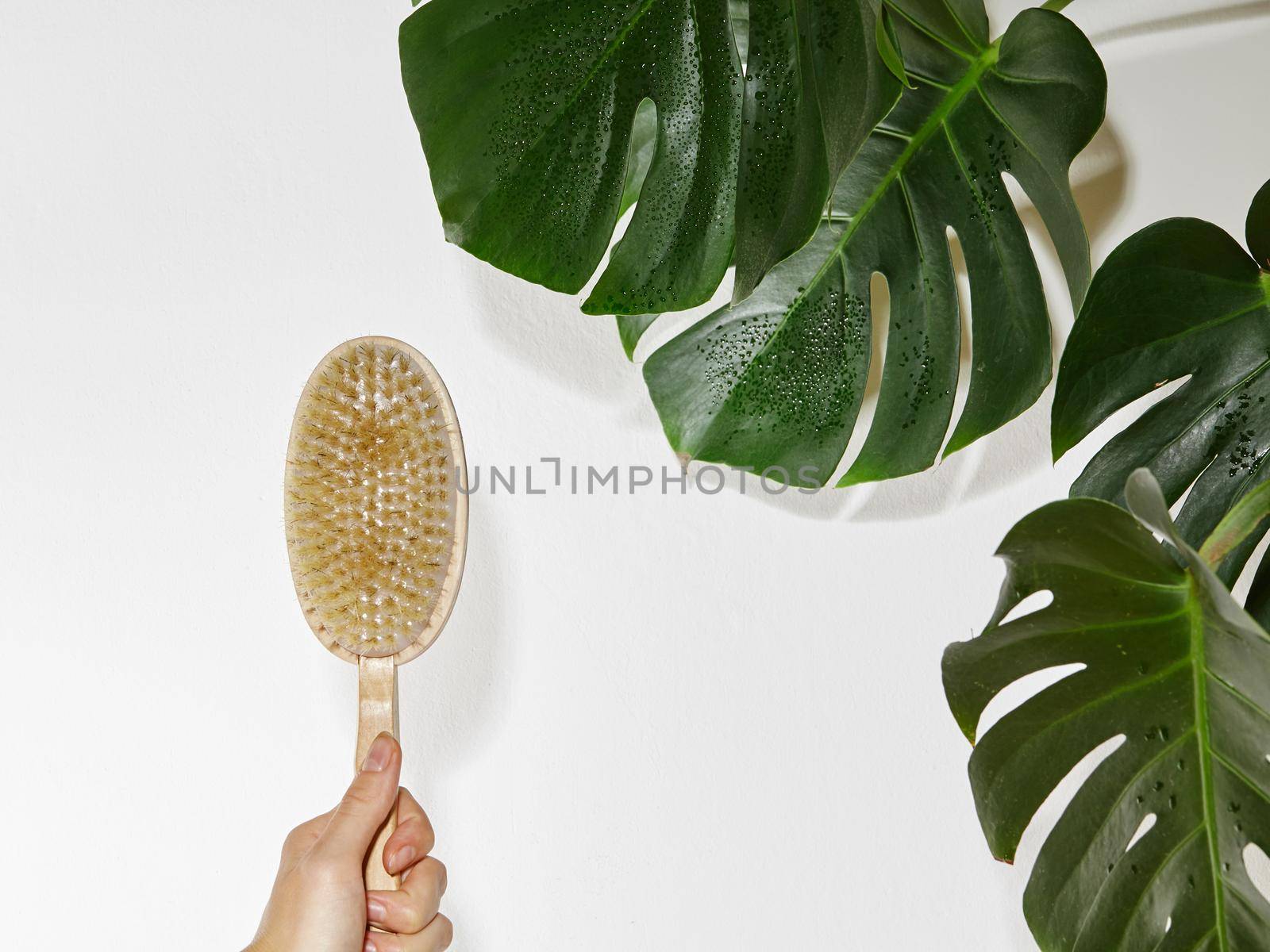 Sauna Body Care. Green Palm Leaf on White Background. Massage Body Brush, Bath Accessories. Copy Space