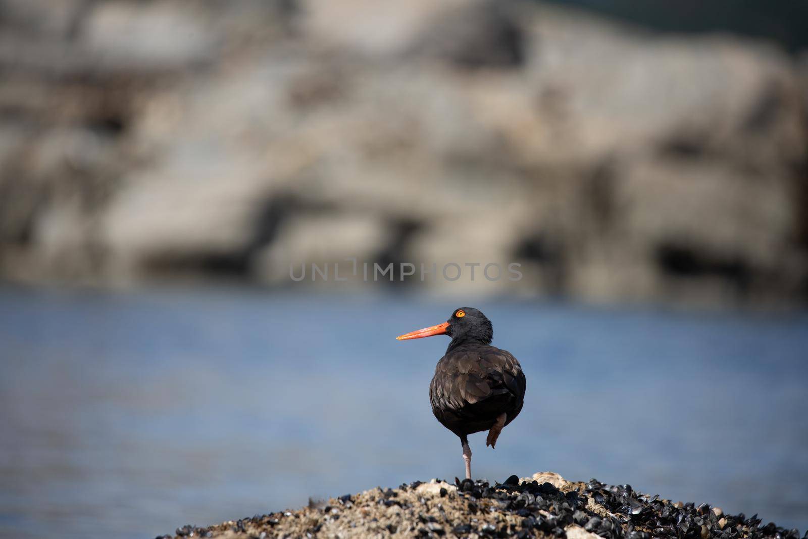 Black oystercatcher walking on a shell covered rock with water in the background, near Ballet Bay, Sunshine Coast, British Columbia