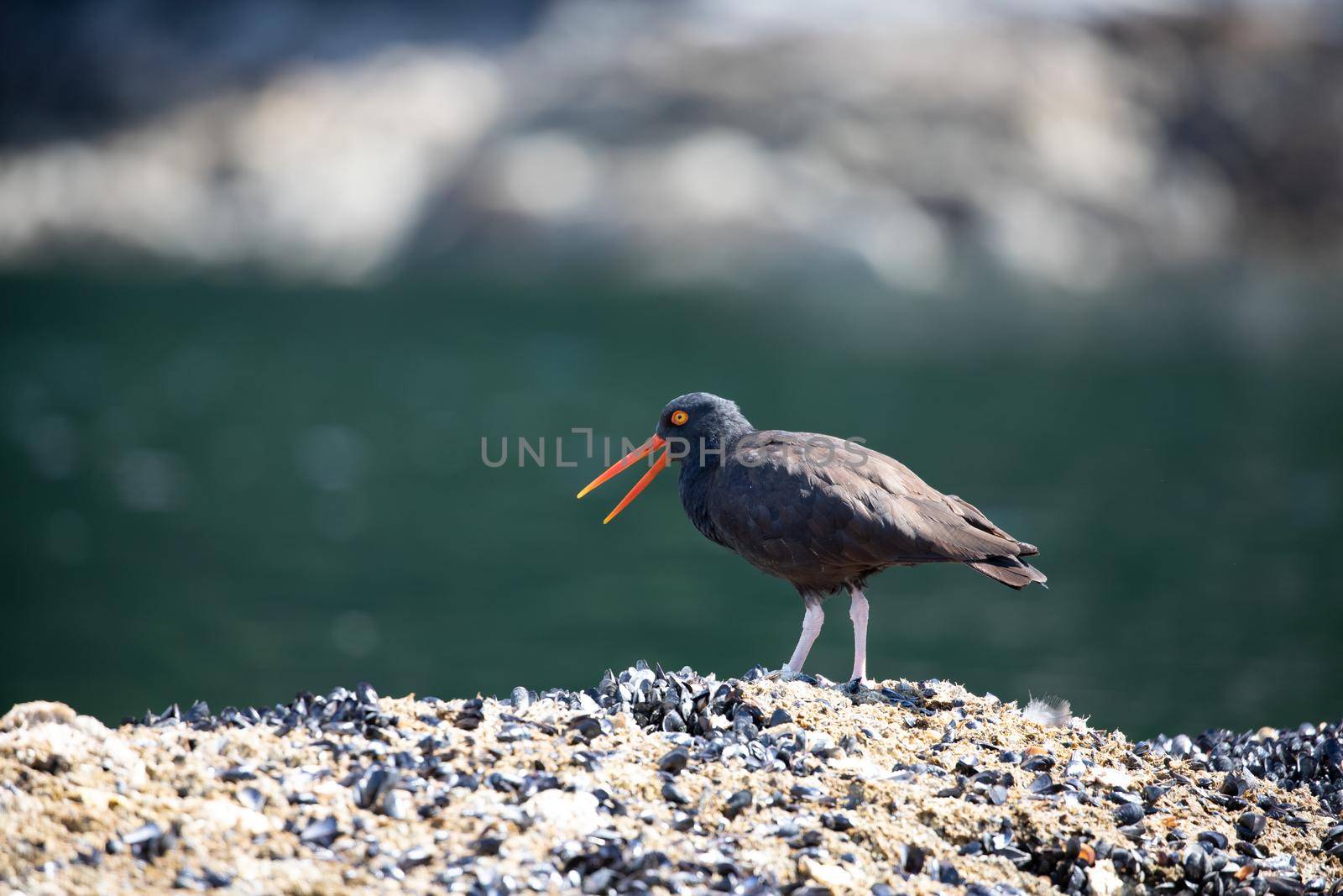Black Oystercatcher with open beak and walking on a shell covered rock with water in the background, near Ballet Bay, Sunshine Coast, British Columbia
