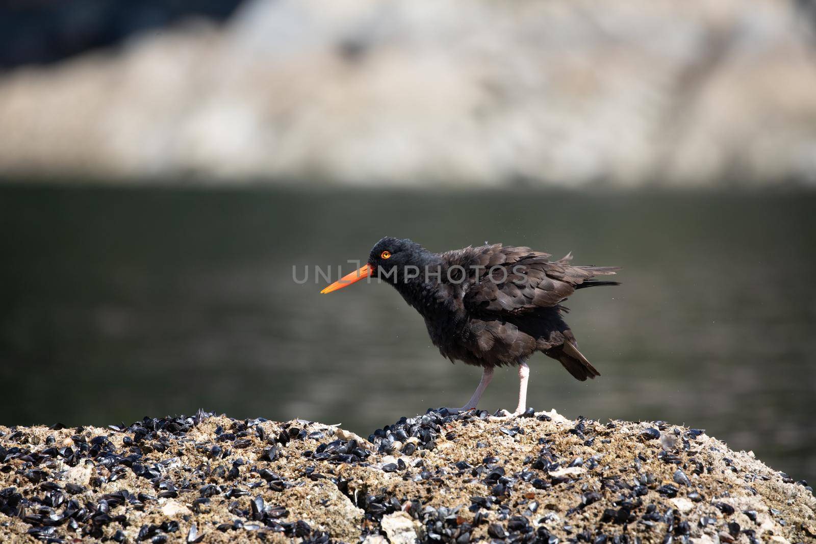 Black Oystercatcher ruffling its feathers while standing on a shell covered rock with water in the background, near Ballet Bay, Sunshine Coast, British Columbia
