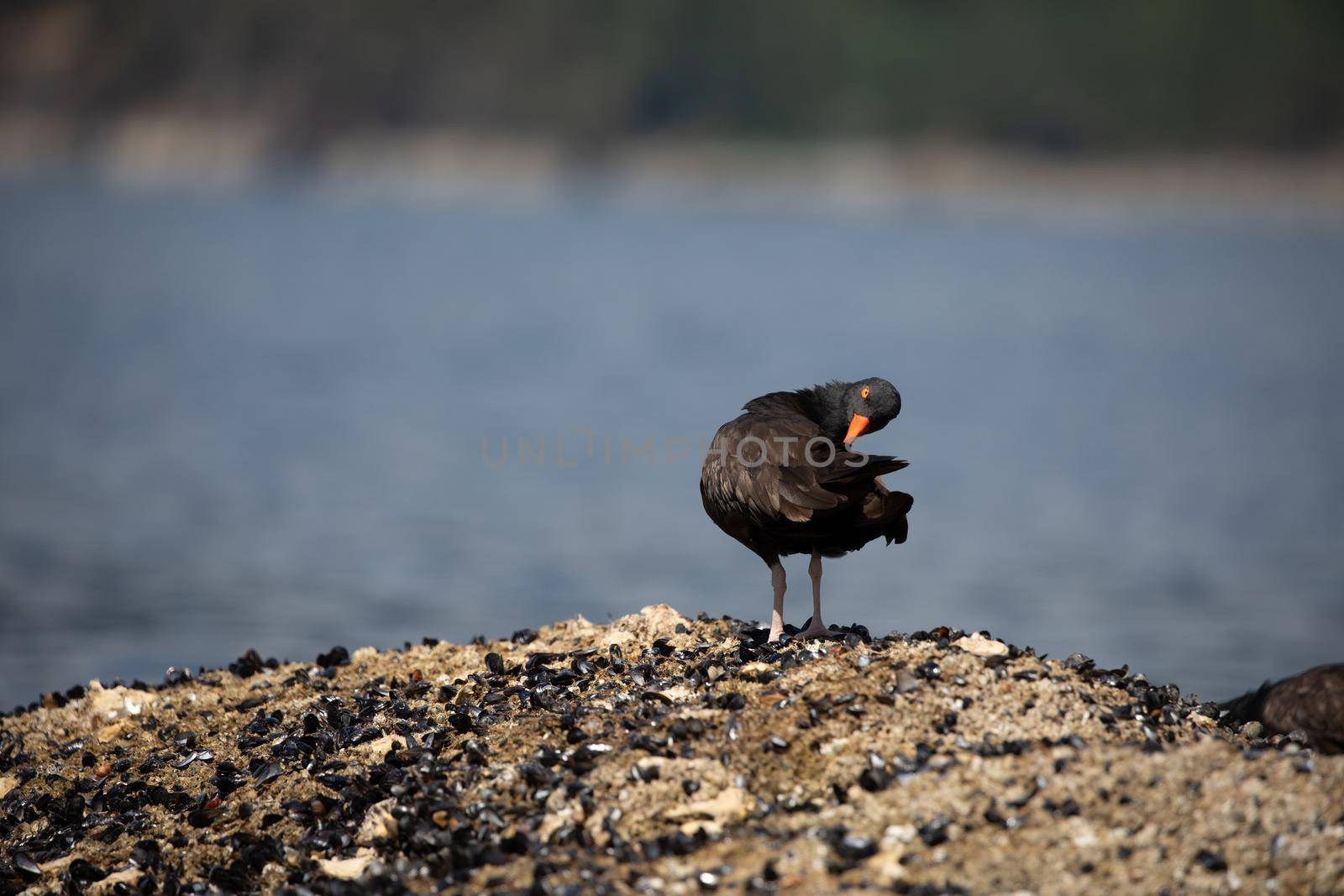 Black Oystercatcher ruffling and preening its feathers while standing on a shell covered rock with water in the background, near Ballet Bay, Sunshine Coast, British Columbia