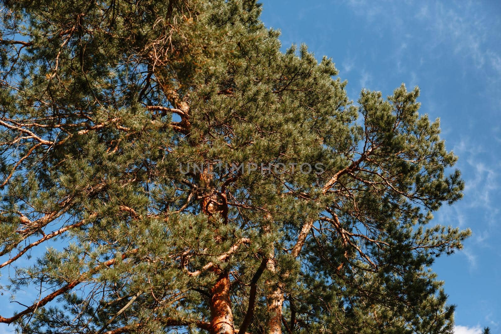 Pine trees standing in the forest. Shooting from bottom to top, against the sky by deandy