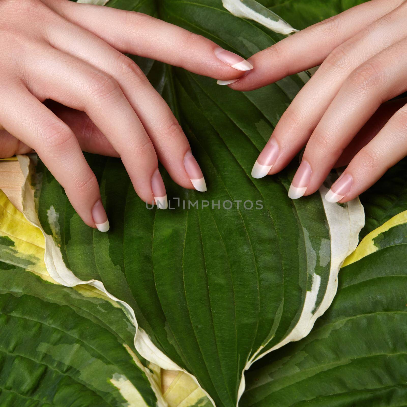 Beautiful Female Palms with Perfect French Manicure on Green Leaves Background. Natural Cosmetic for Hand Care. Light Nails Polish, Clean Soft Skin.