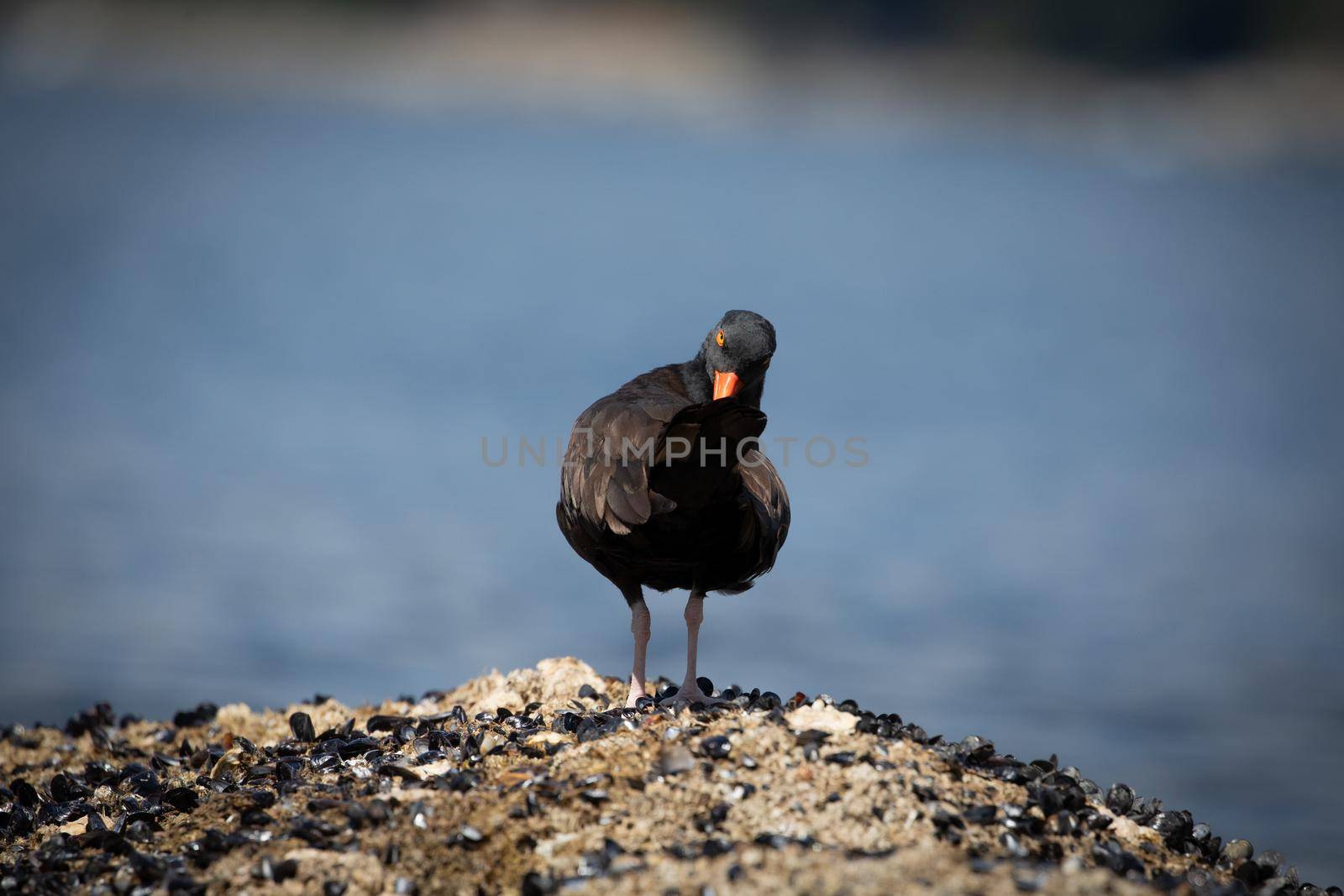 Black oystercatcher preening and cleaning its feathers while standing on a shell covered rock by Granchinho