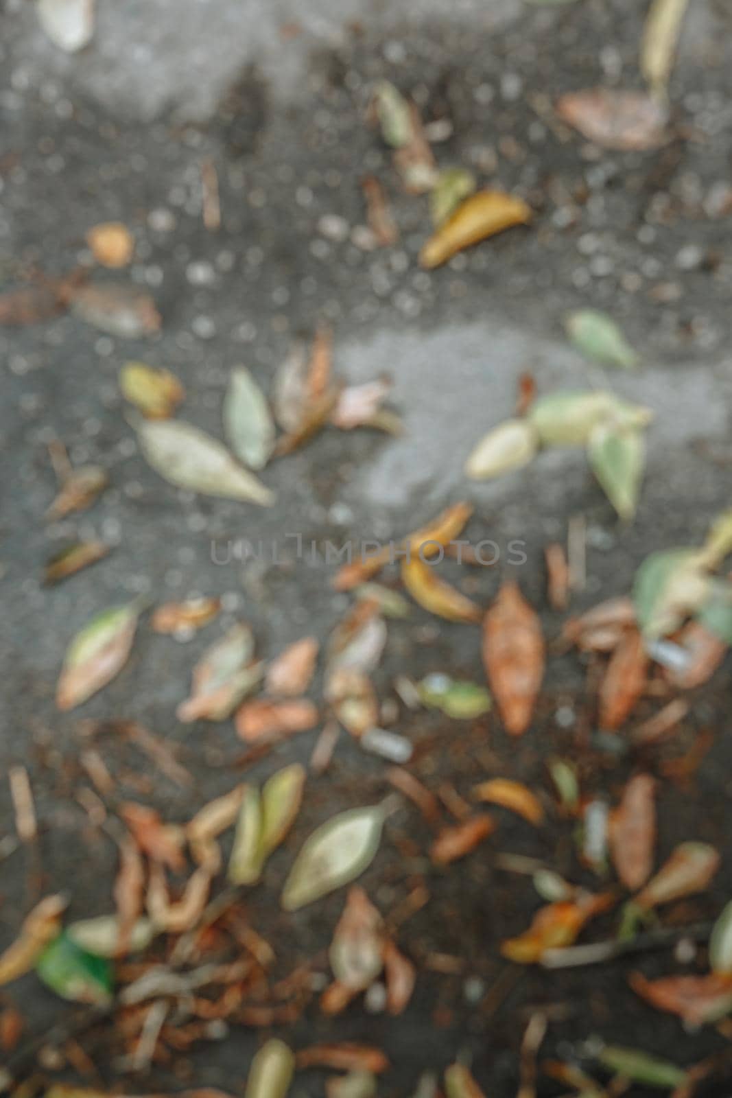 Leaves mixed with garbage lying on the asphalt It rained by deandy