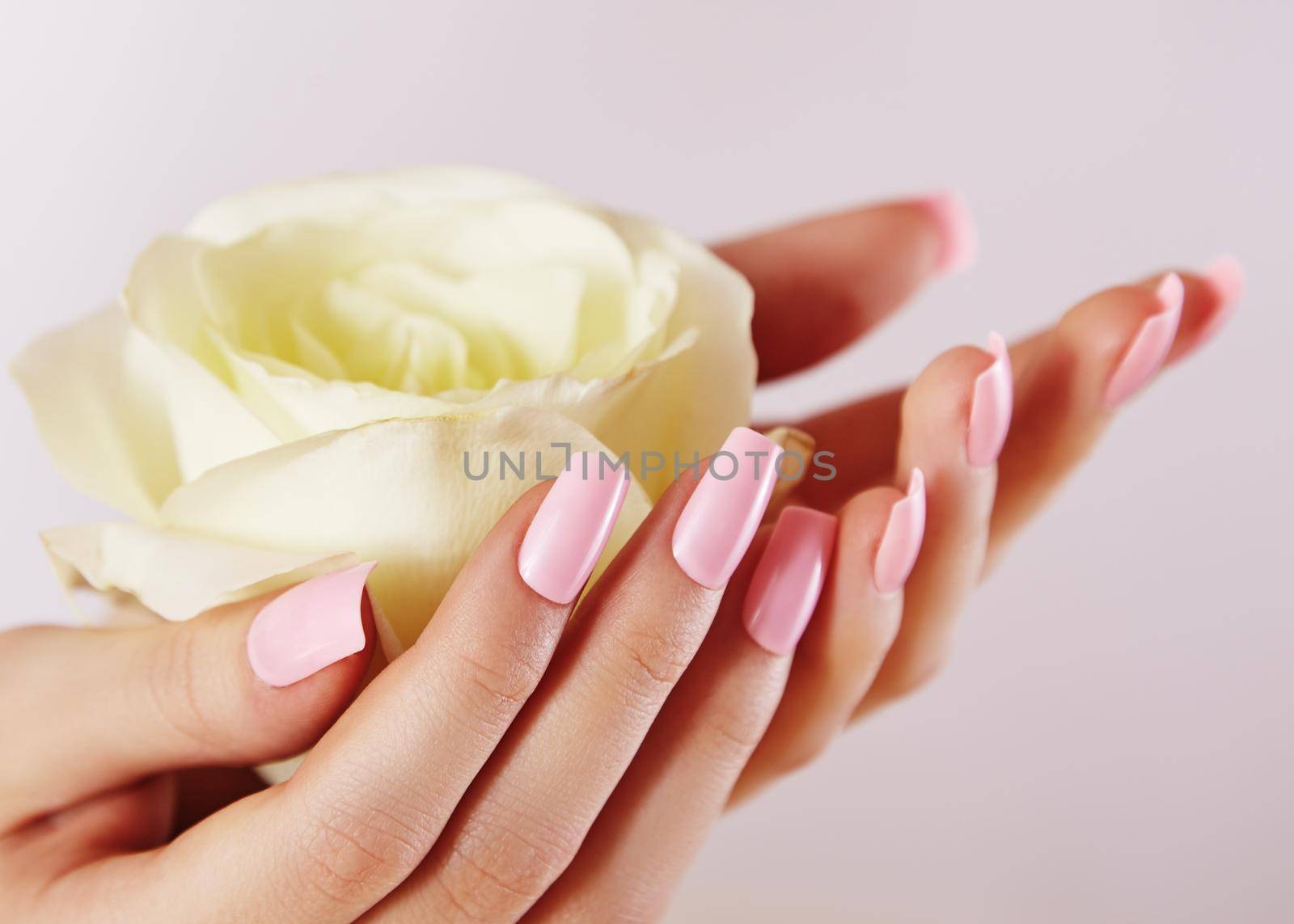 Elegant female hands with Pink Manicured Nails. Beautiful fingers holding White rose flower. Gentle Manicure with light Polish