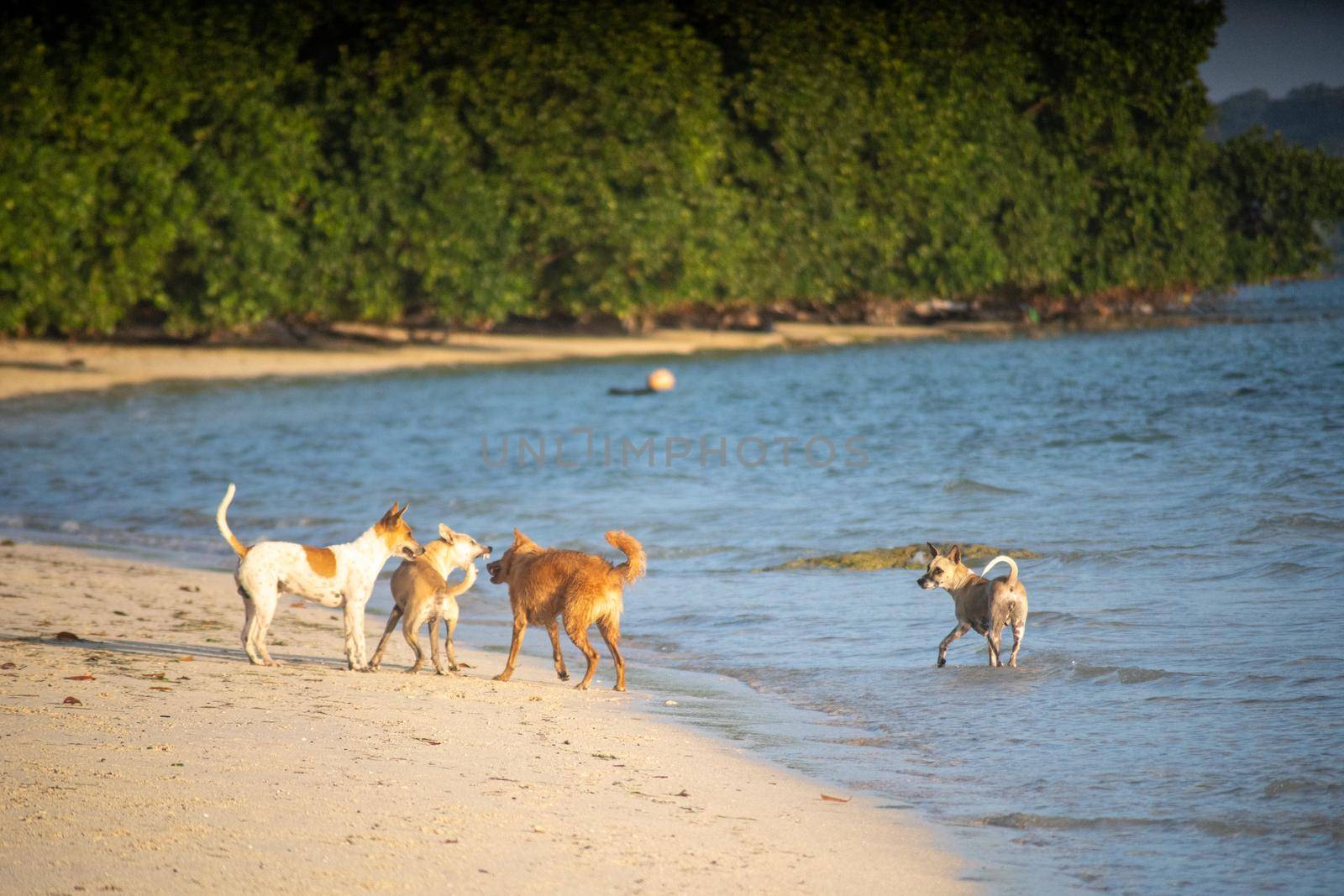 Indian pet dogs playing on the beach splashing water around while they run in goa, havelock, andaman islands showing pets by Shalinimathur