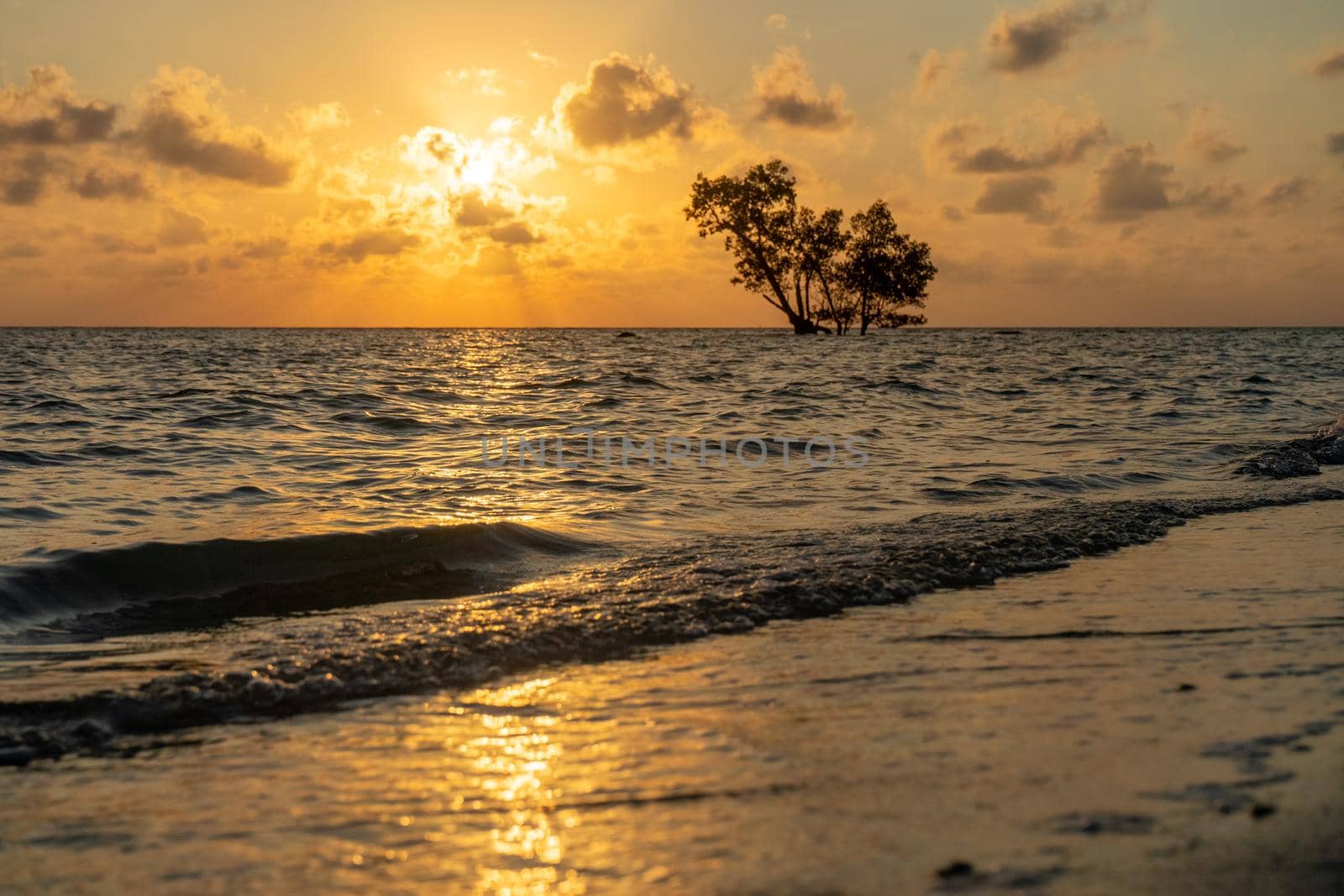 low sunrise shot with the light and red colors reflected in the waves and the silhouette of lone mangrove tree in the middle of the ocean in havelock swaraj dweep by Shalinimathur