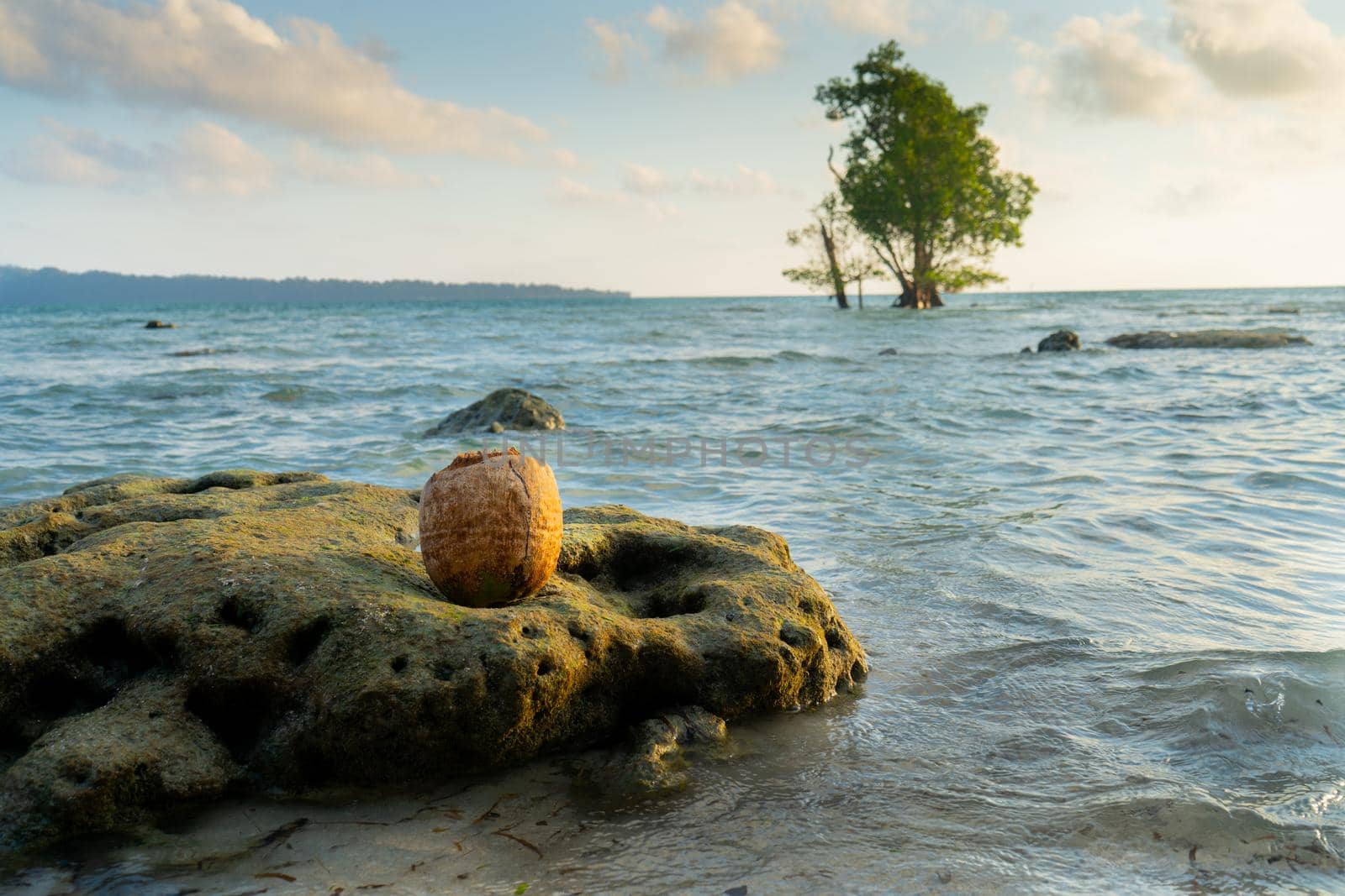 Colorful vacation shot with lone green mangrove tree in the middle of the ocean filled with blue green water and the cloudy sky filled with red and blue tones shot at havelock swaraj dweep andaman India