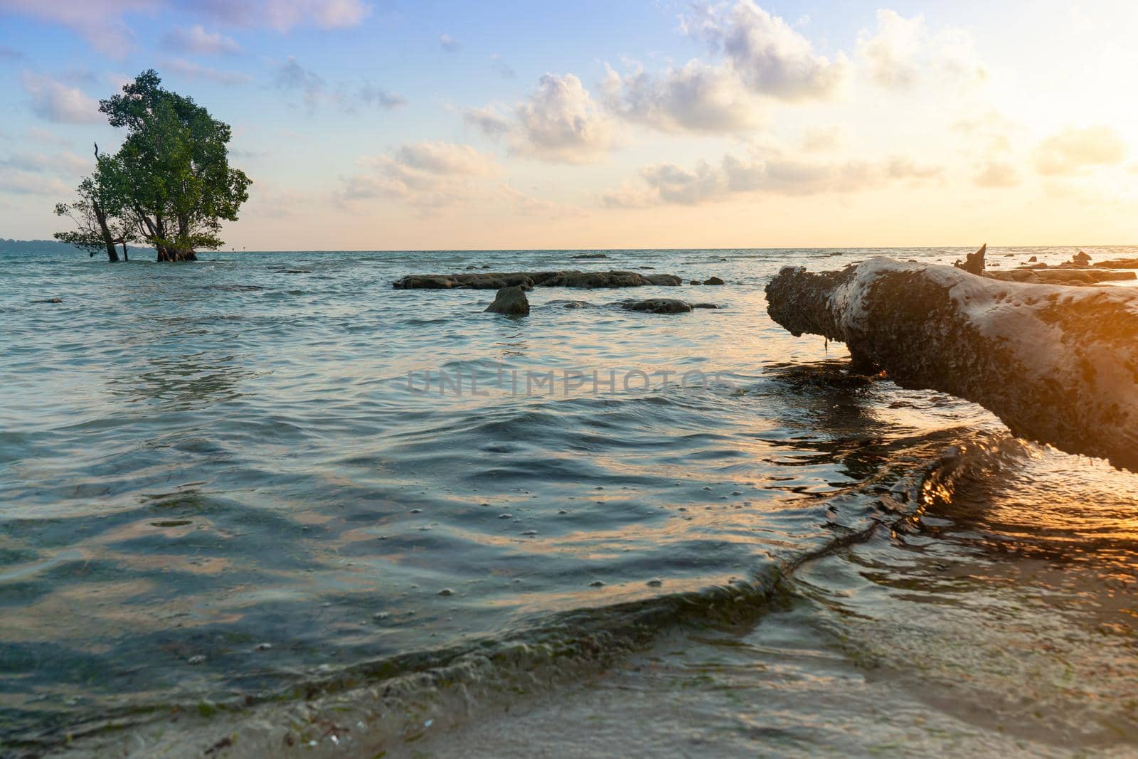 tree log on the beach with corn blue green water panning to mangrove tree with the blue red cloudy sky sunrise dawn shot at havelock andaman island by Shalinimathur