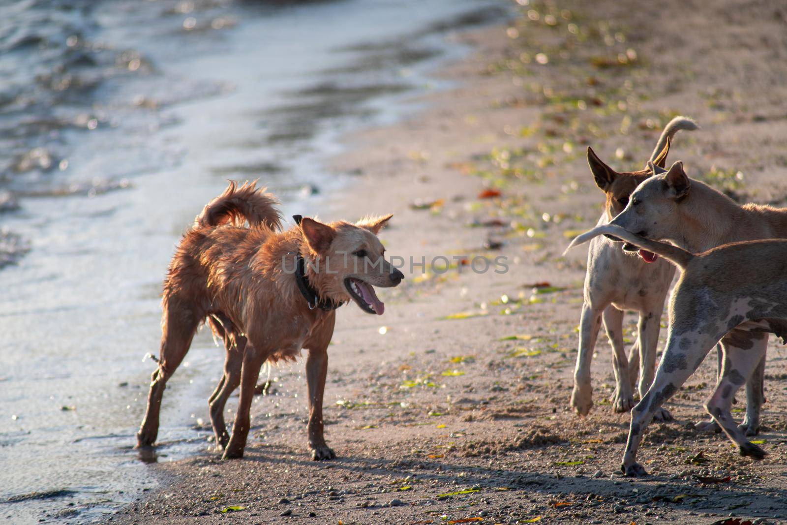 Indian pet dogs playing on the beach splashing water around while they run in goa, havelock, andaman islands showing pets by Shalinimathur