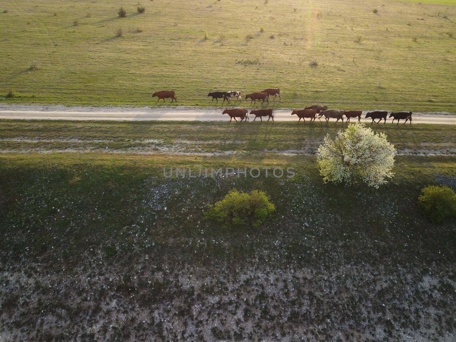 Flying over a small herd of cattle cows walking uniformly down farm road on the hill. Black, brown and spotted cows. Top down aerial view of the countryside on a sping sunset. Idyllic rural landscape