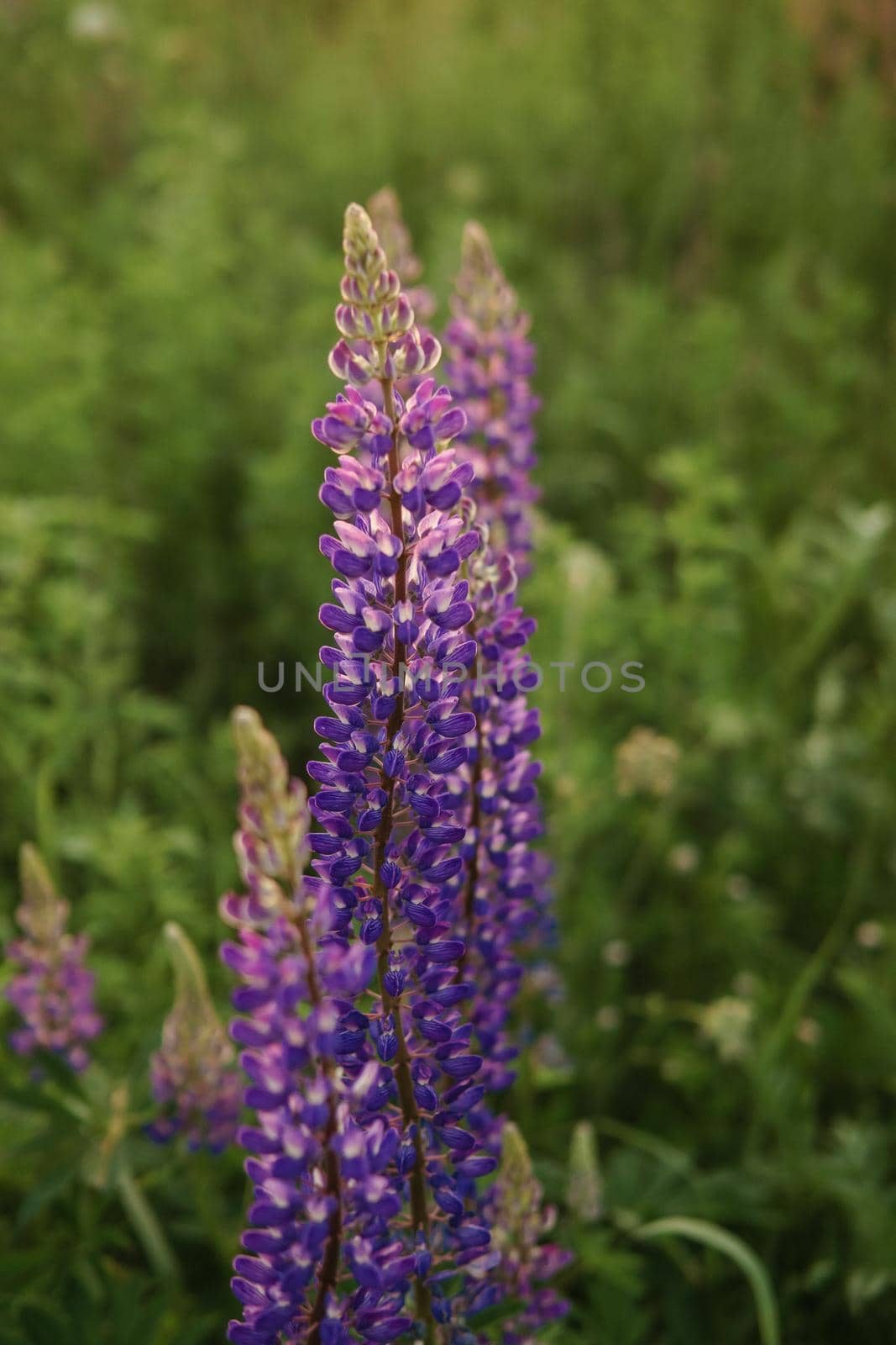 Bunch of violet blue lupine flowers in a summer meadow background.