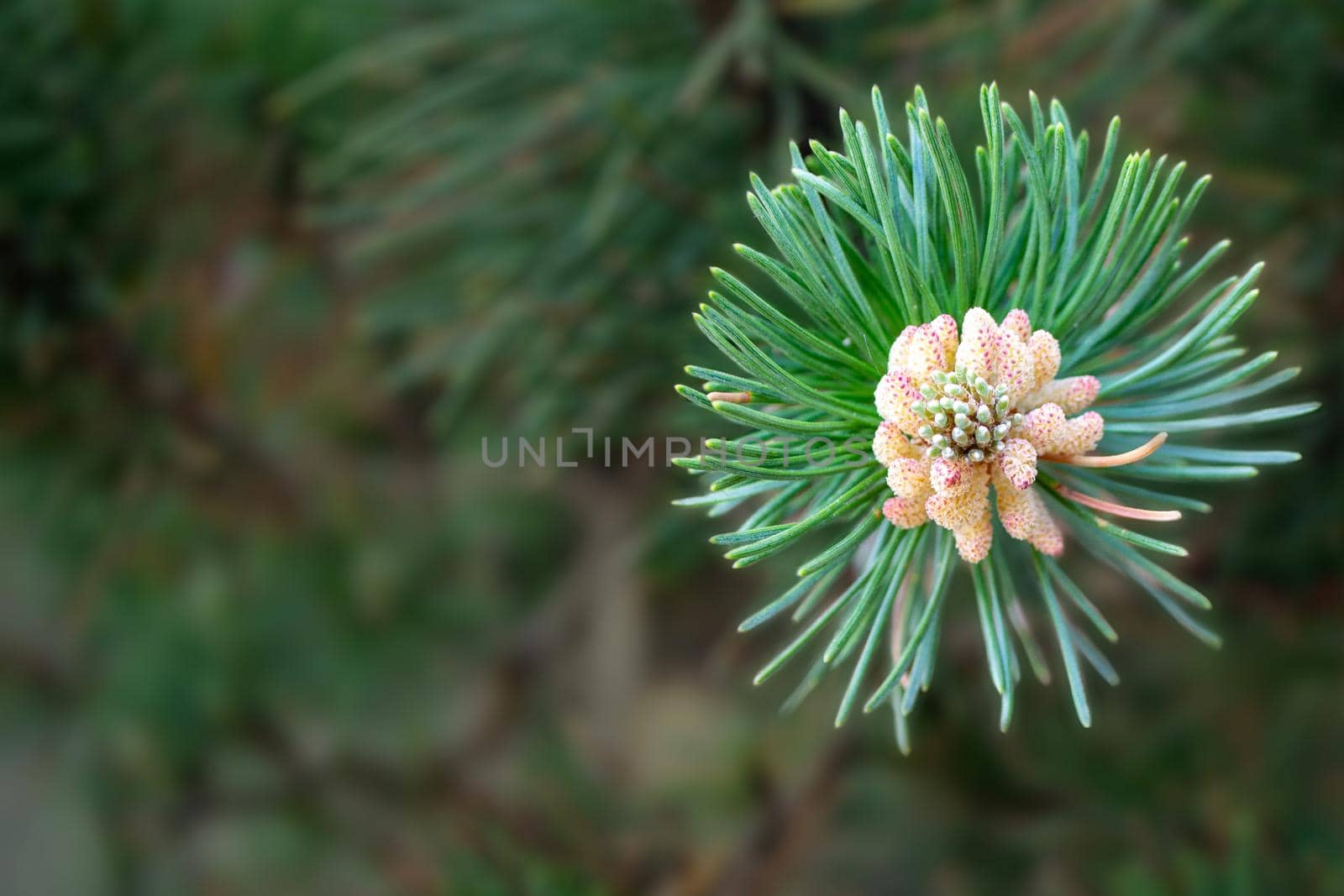 A twig of pine and a young pine cone. High quality photo