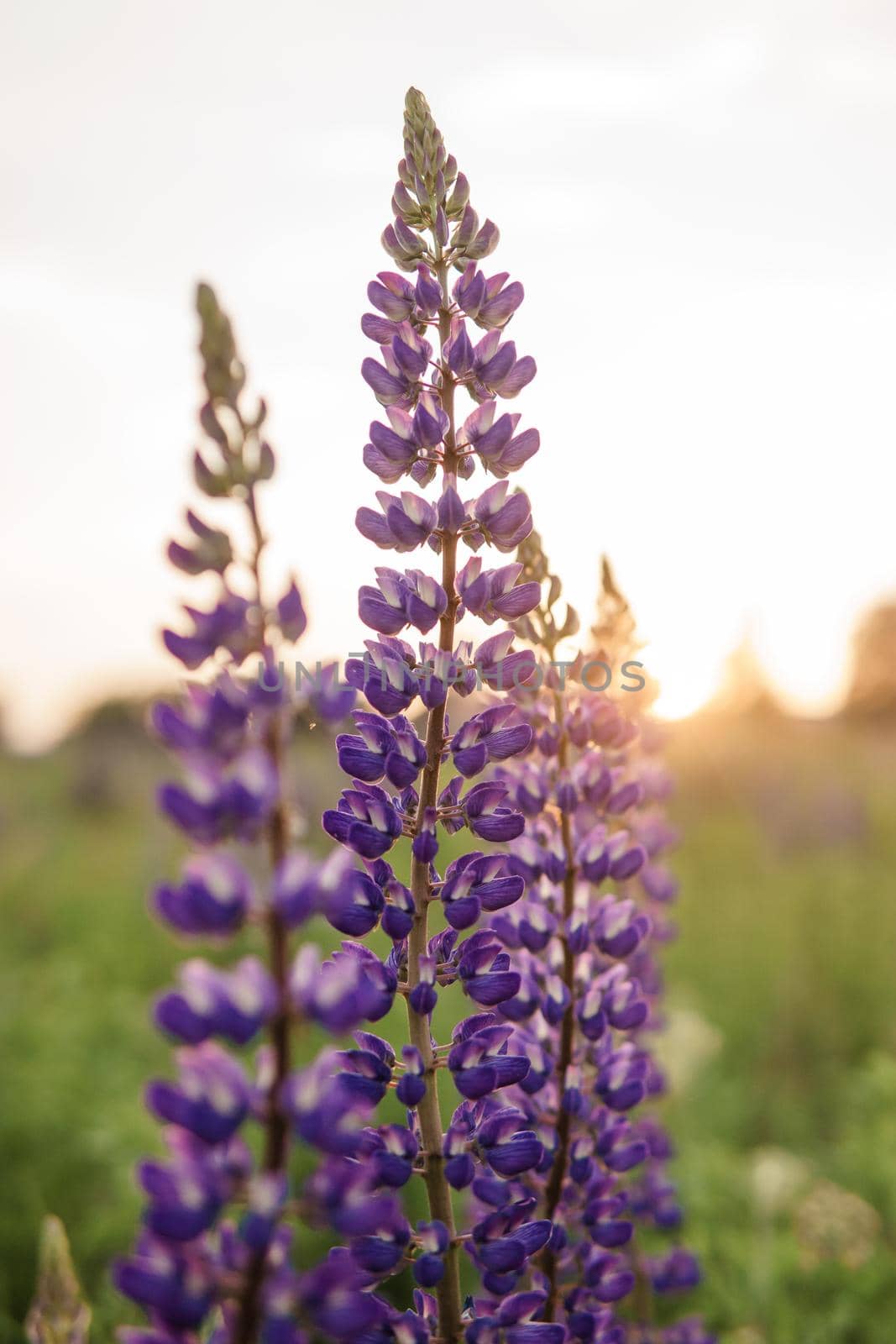 photos of lupine flowers in nature by Annu1tochka