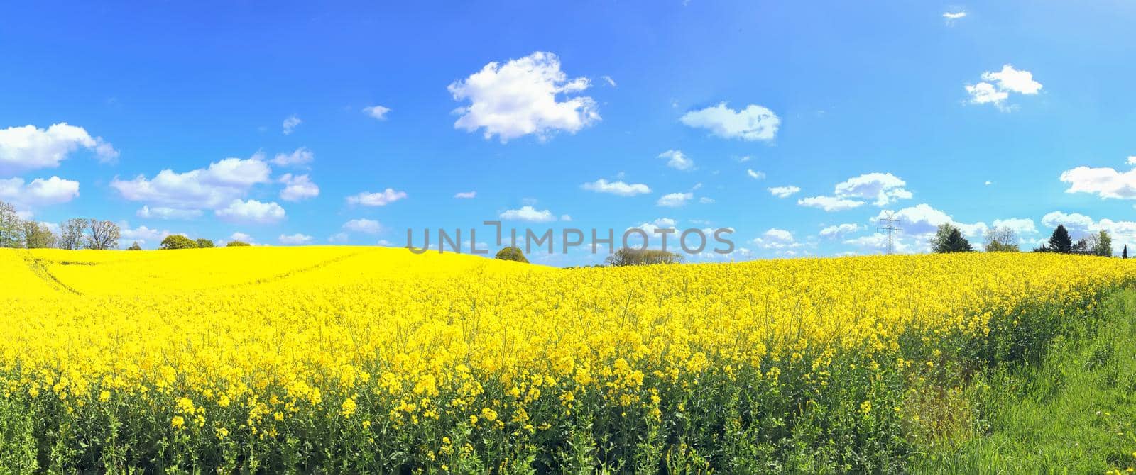 Beautiful high resolution panorama of a northern european country landscape with fields and green grass.