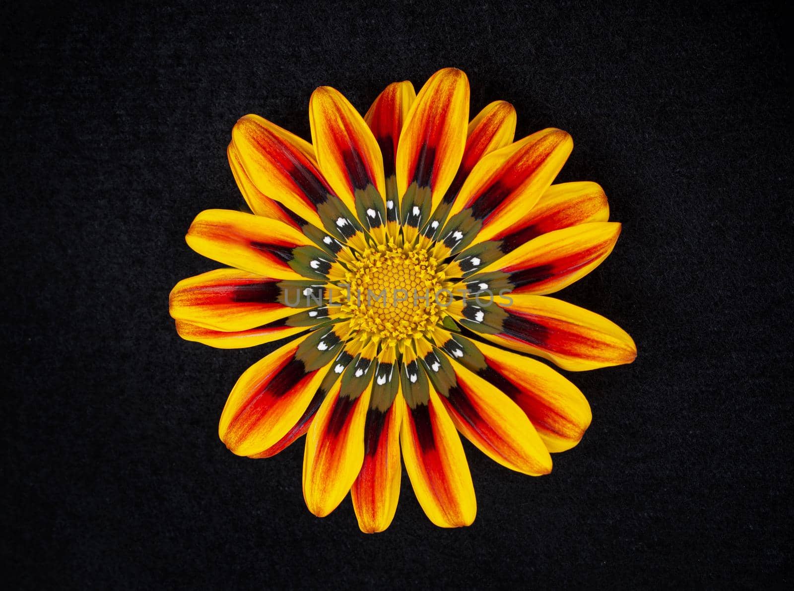Top view of a flower on black background. Photo from above. by Proff