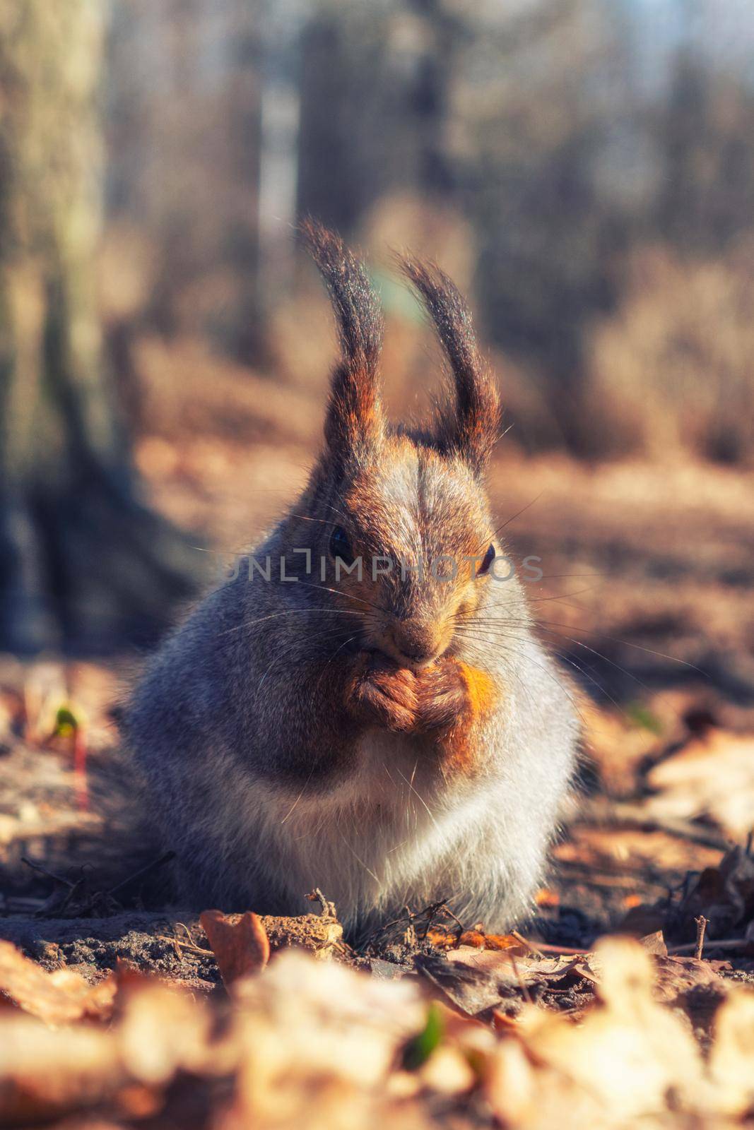 Squirrel in the autumn forest park. Squirrel with nuts in fall foliage. by Andre1ns