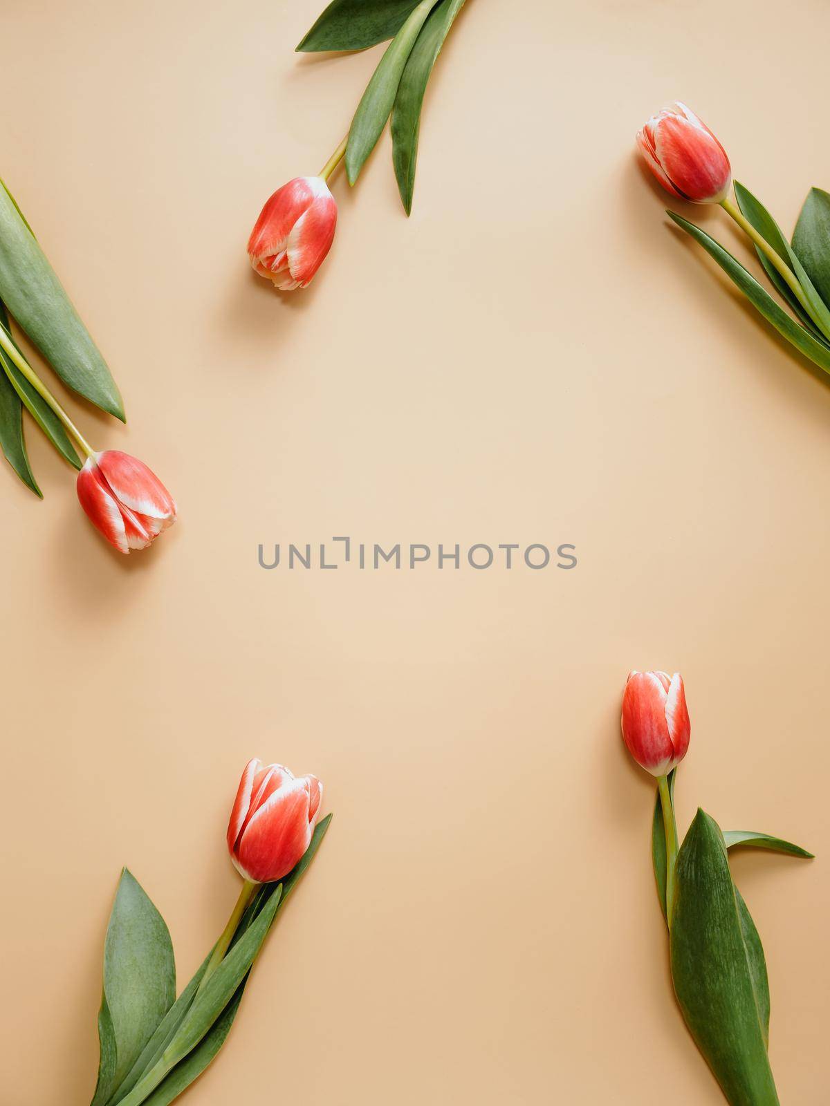 Aesthetic background with red tulips on beige champagne background. Vertical image of perfect tulips with copy space for text in center. Spring flowers. Sell tulips. Spring mood. Top view or flat lay