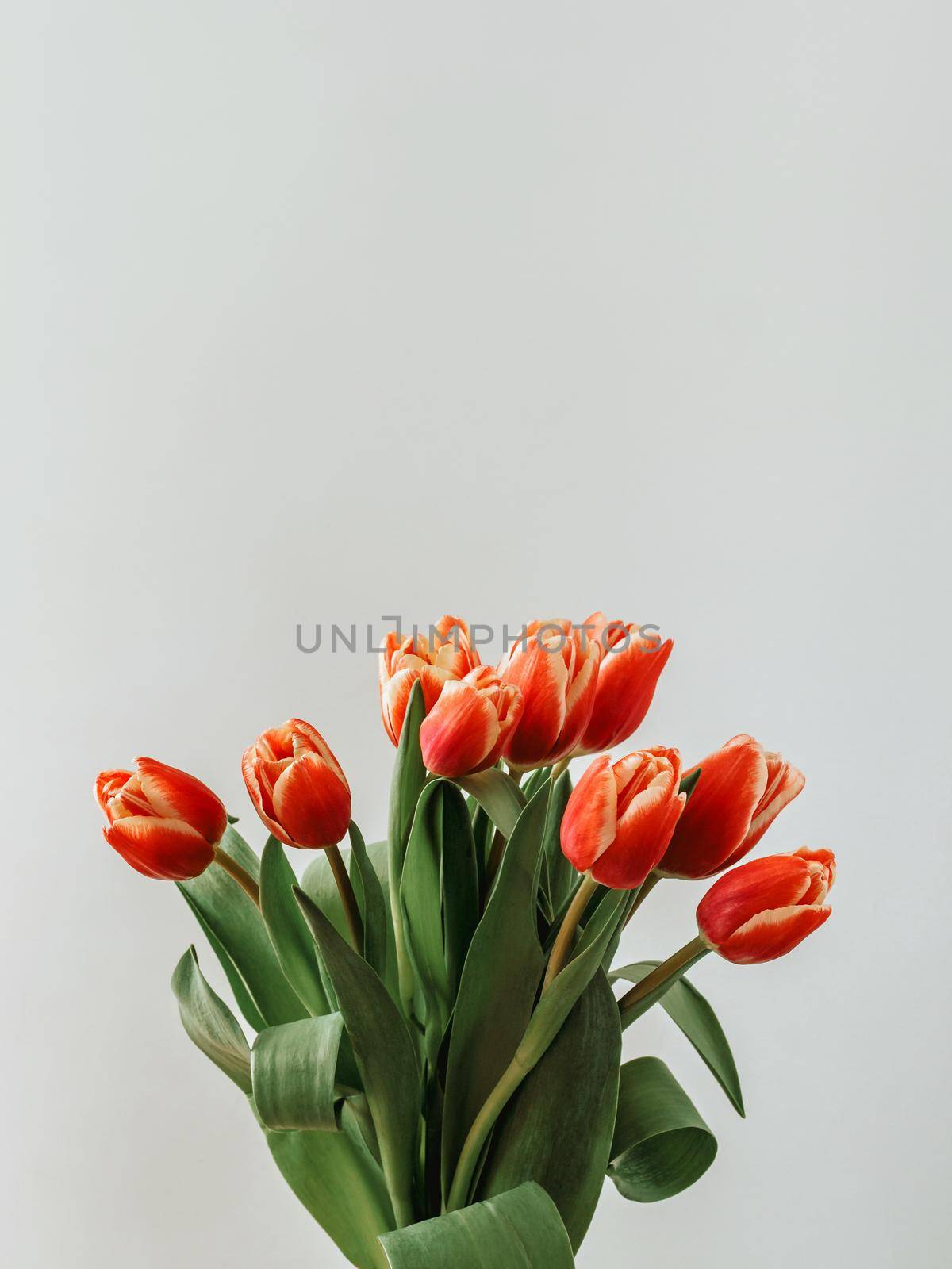 Aesthetic background with bunch of red tulips on light neutral background. Vertical image of perfect tulips with copy space for text. Spring flowers. Sell tulips. Spring mood. Top view or flat lay