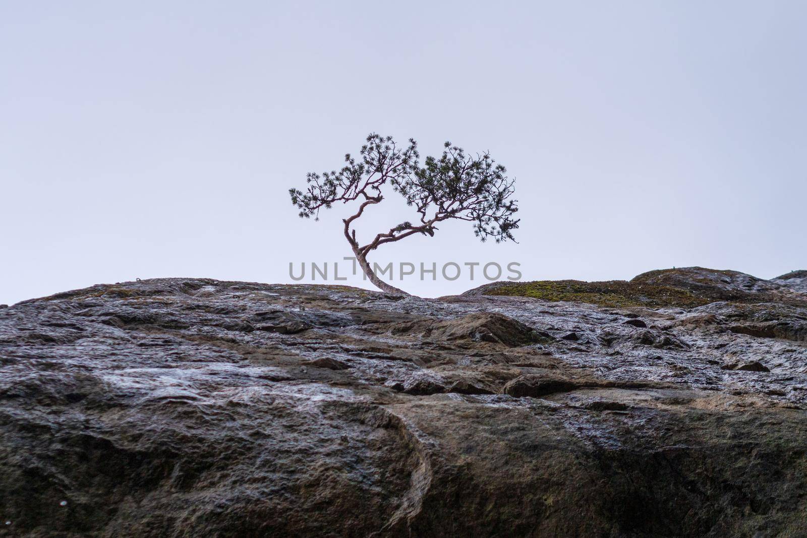 lonely pine on a rock against the sky