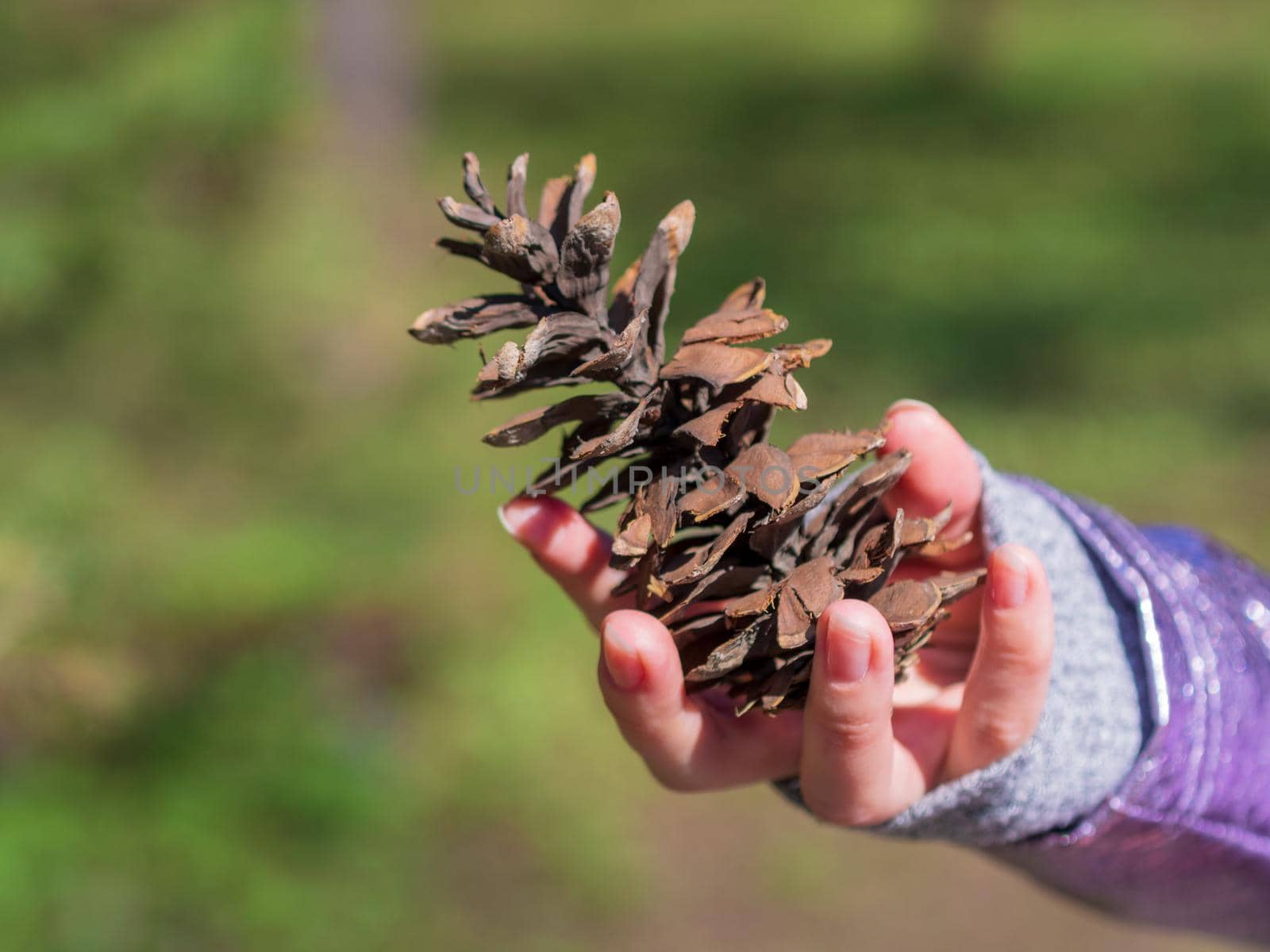 Pine cone in hand on a blurred background. close-up