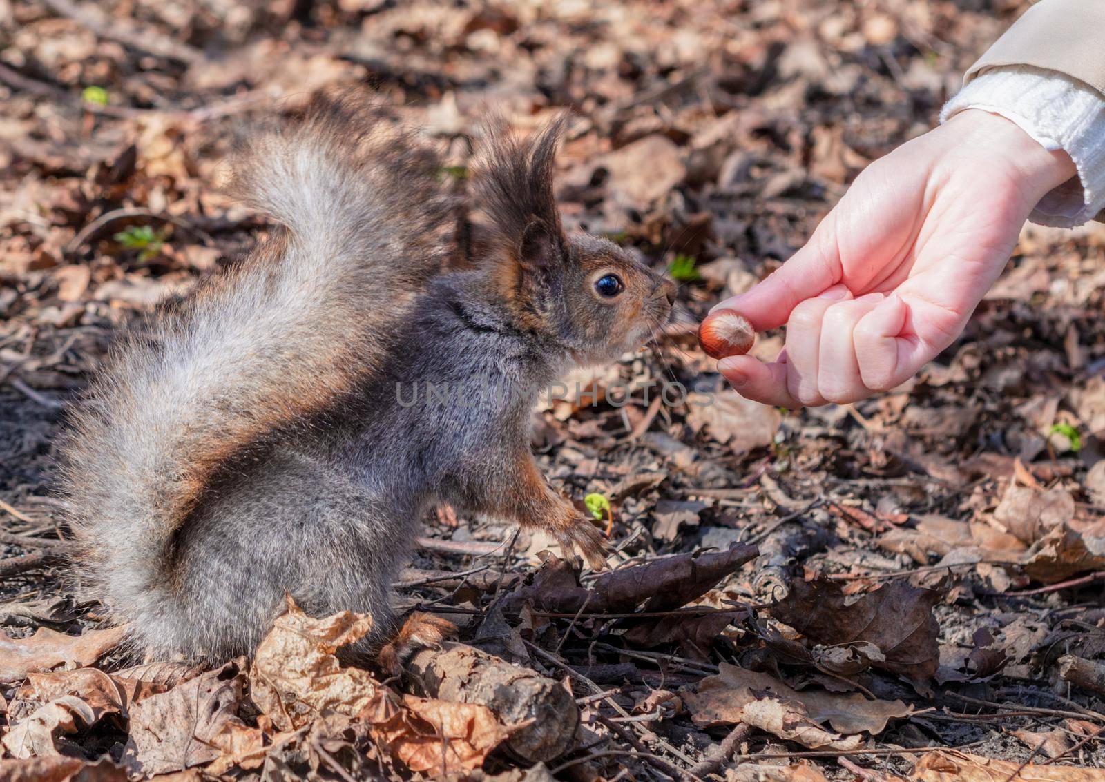 Squirrel in the autumn forest park. Squirrel in the autumn foliage takes the nuts from the woman's hands.