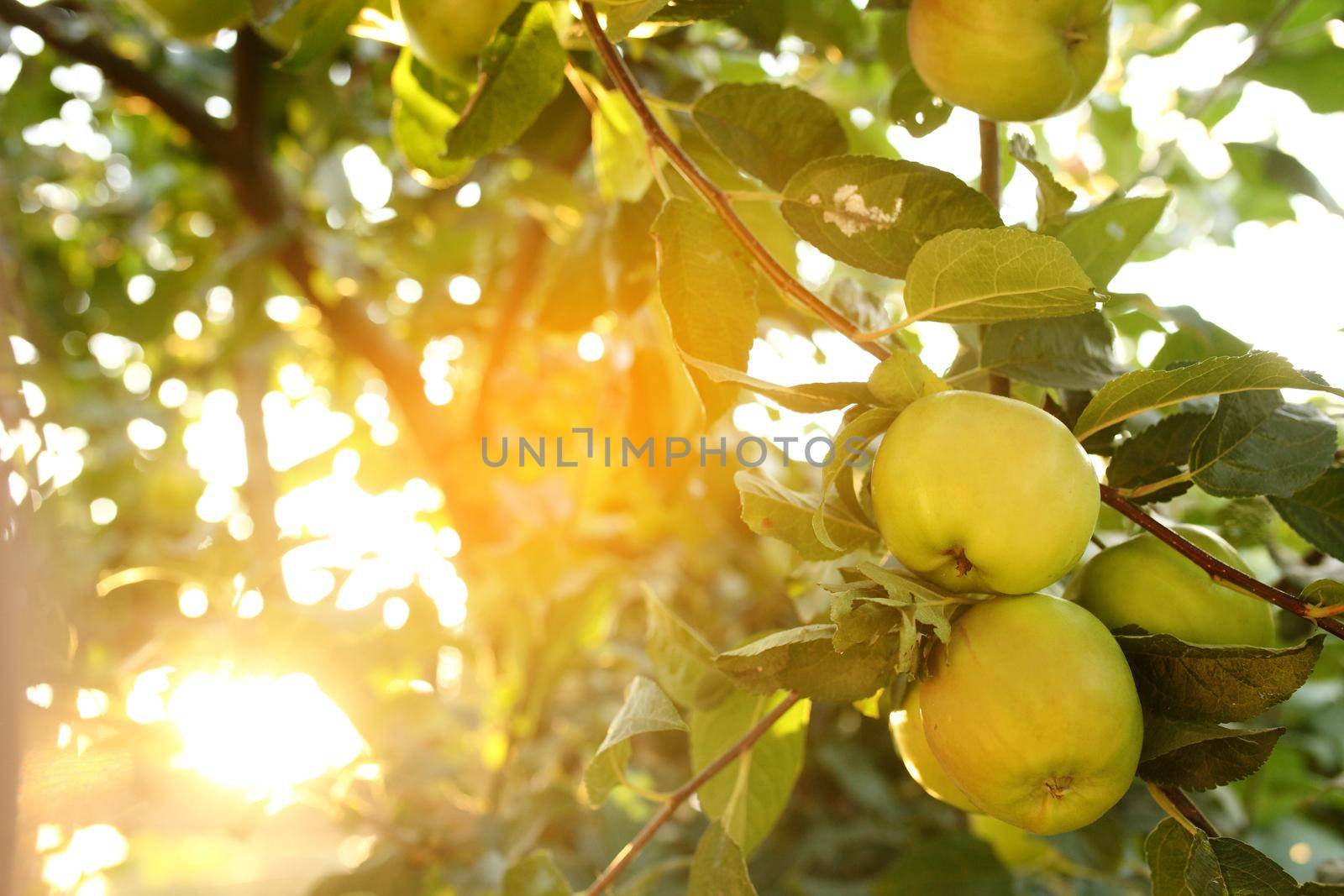 sweet apples on the tree