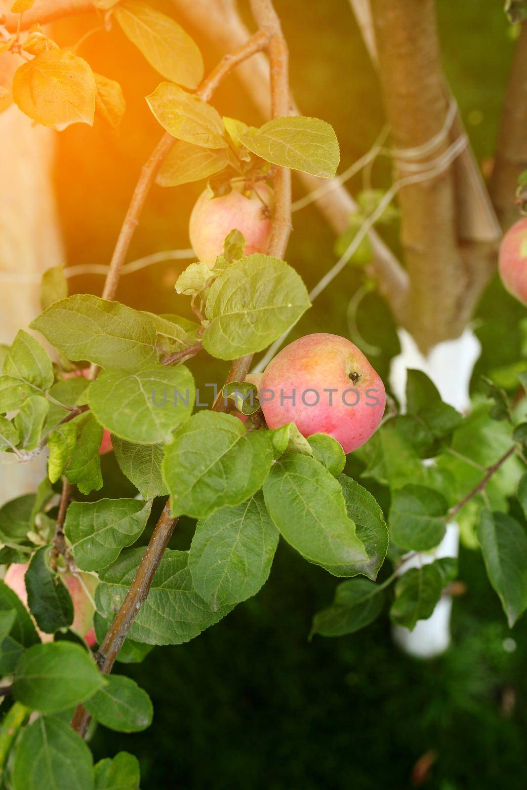 Apple branch with apples and leaves