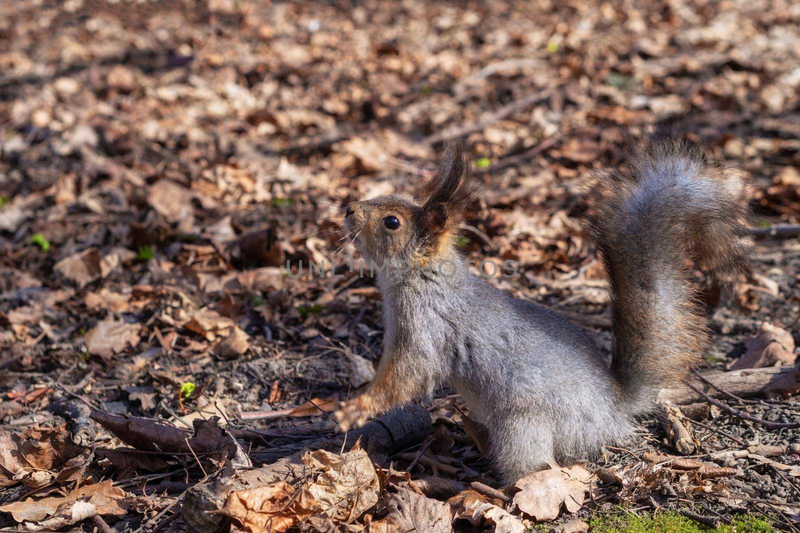 Squirrel in the autumn forest park. Squirrel with nuts in fall foliage.