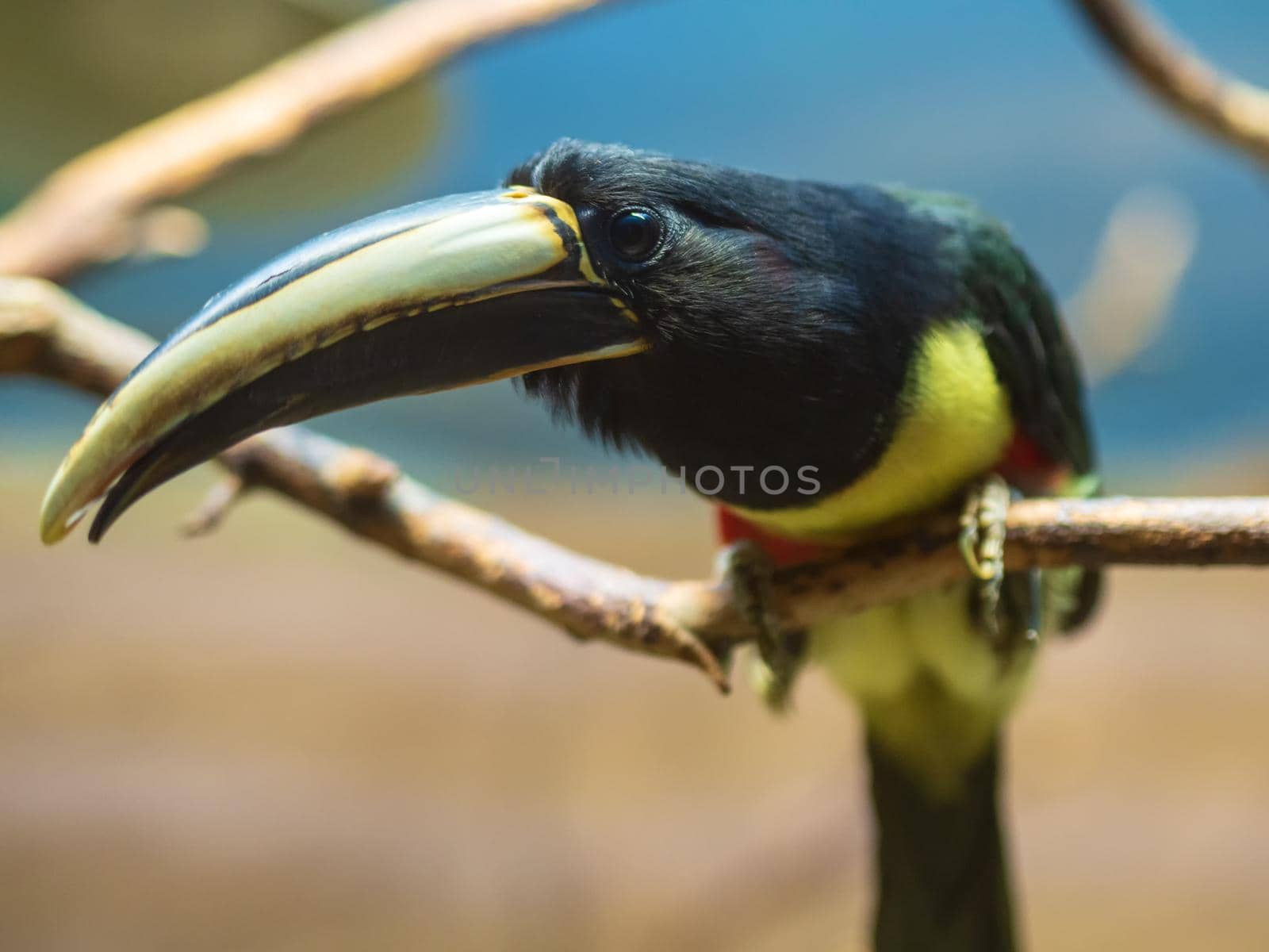 Collared aracari or collared araçari (Pteroglossus torquatus) is a toucan, a near-passerine bird. It breeds from southern Mexico to Panama; also Ecuador, Colombia, Venezuela and Costa Rica.