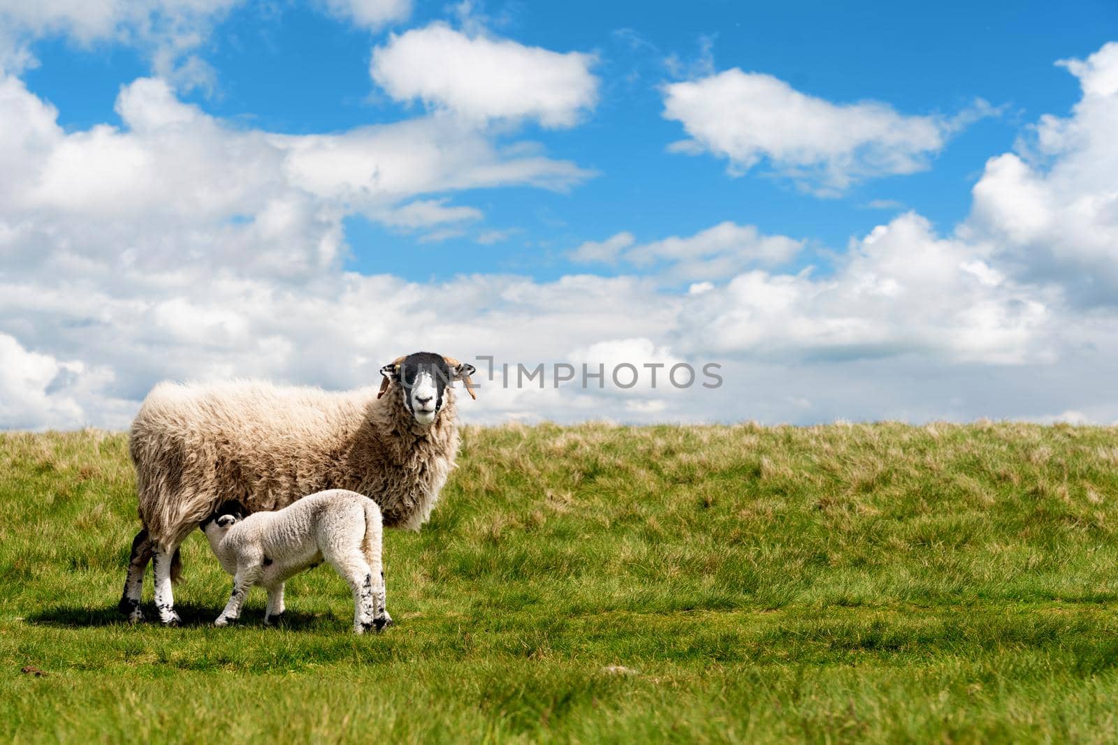 The grazing sheep and lamb on the meadow in Peak District against the blue sky