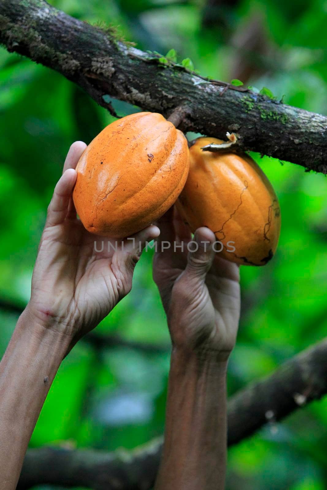 cocoa plantation for chocolate production by joasouza