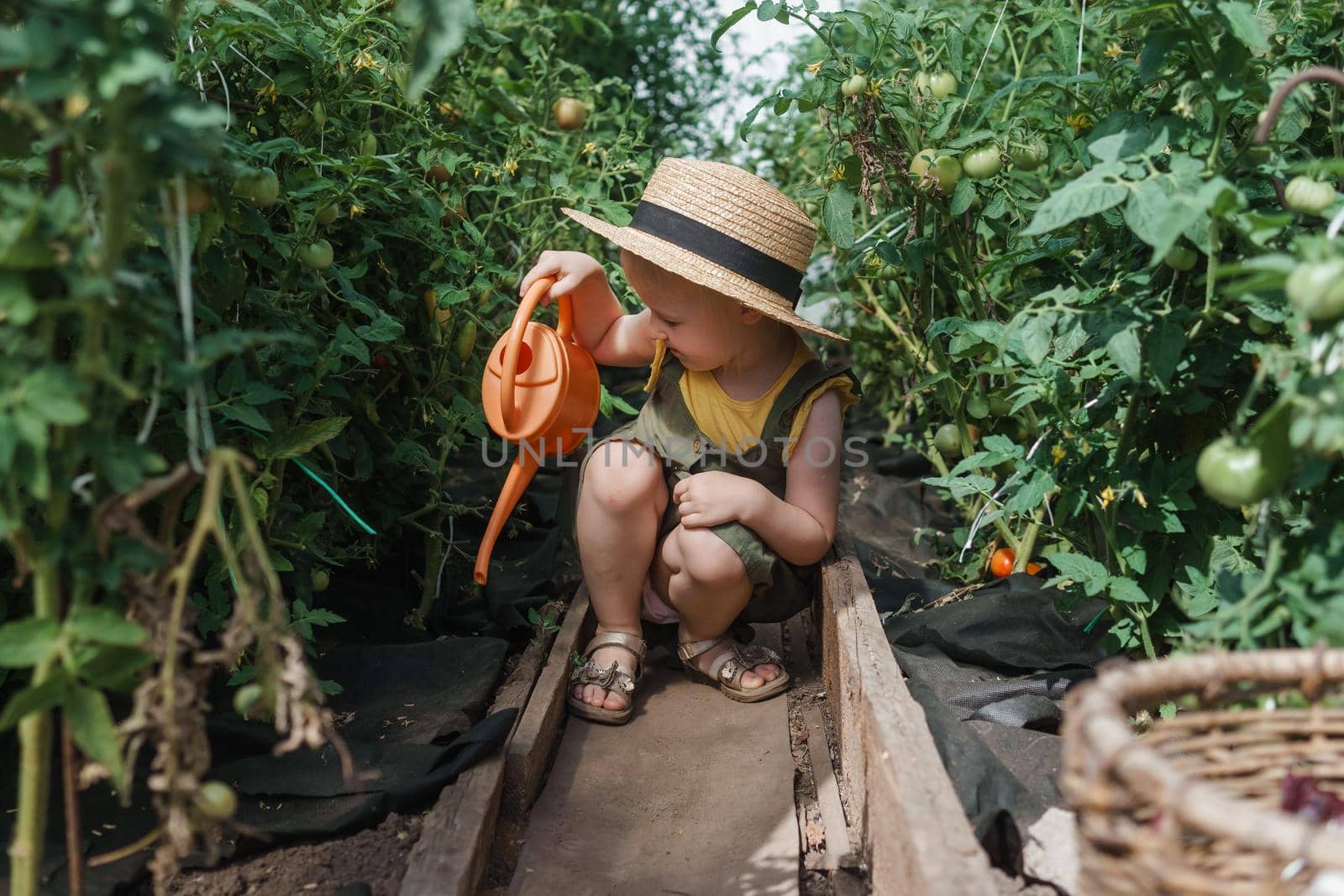 A little girl in a straw hat is picking tomatoes in a greenhouse. Harvest concept. Watering plants with water, caring for tomatoes.