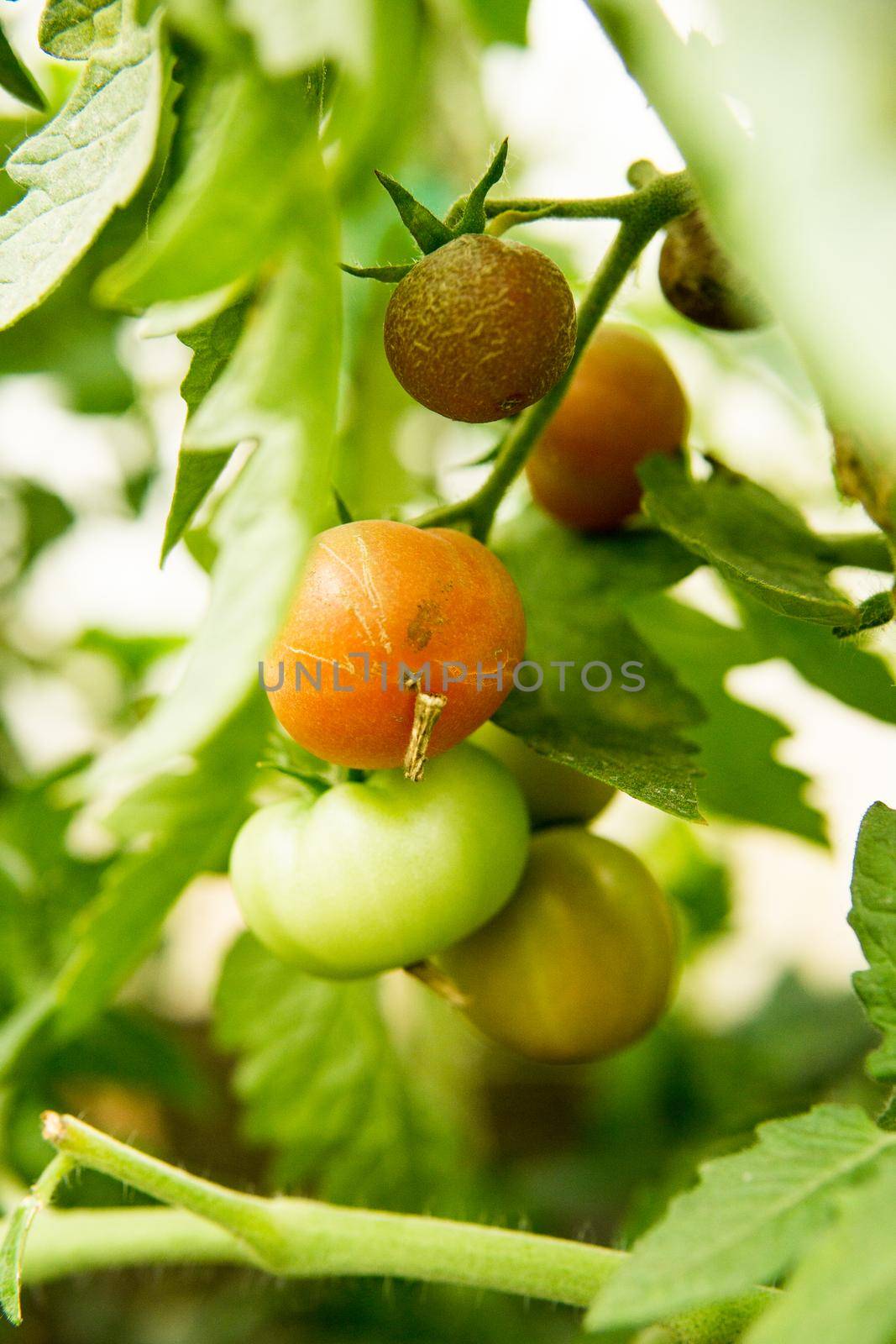 Tomatoes are hanging on a branch in the greenhouse. The concept of gardening and life in the country.