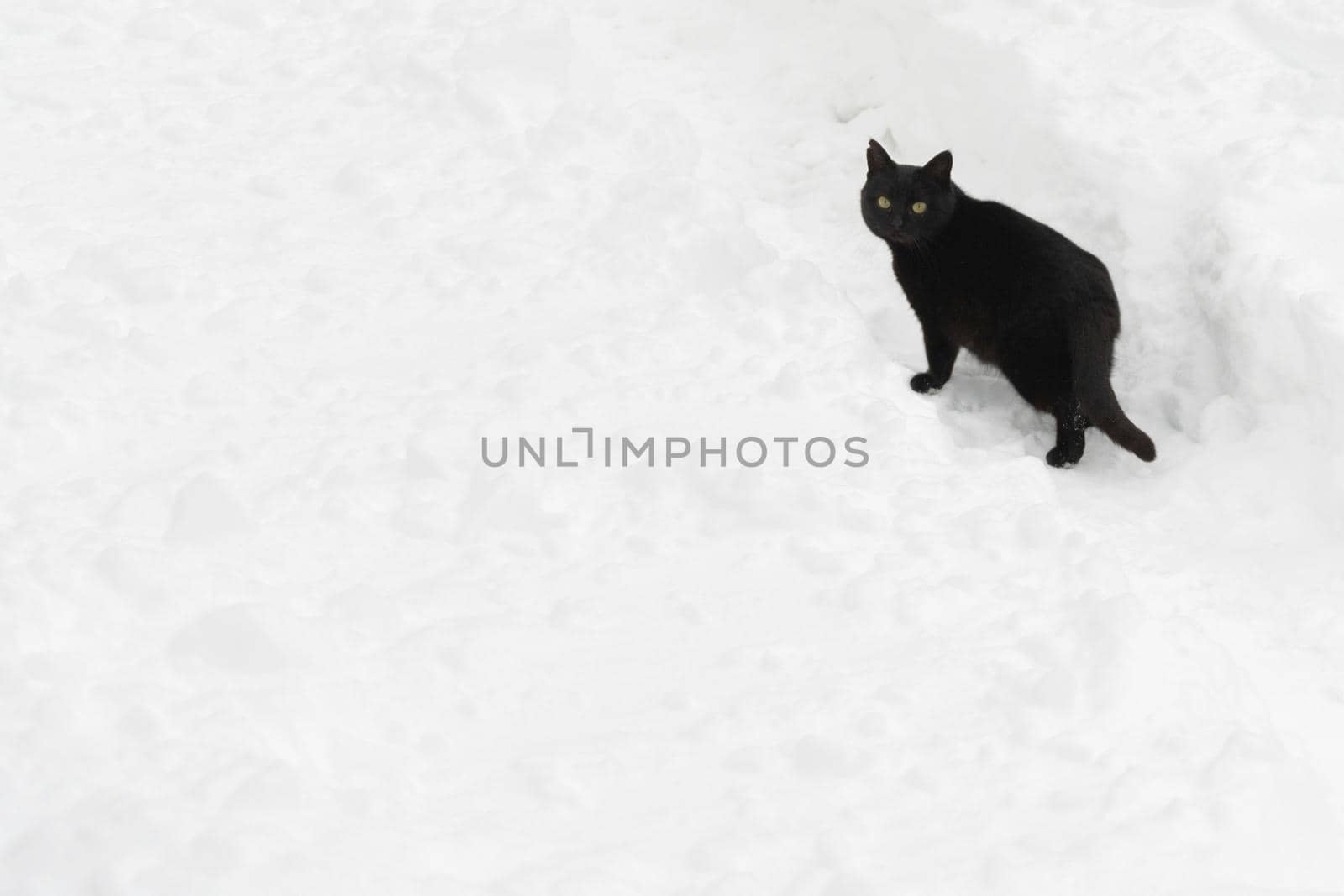 a black cat walks along a snowy path. everything is snow-covered and clean. the cat turns around and looks at the camera
