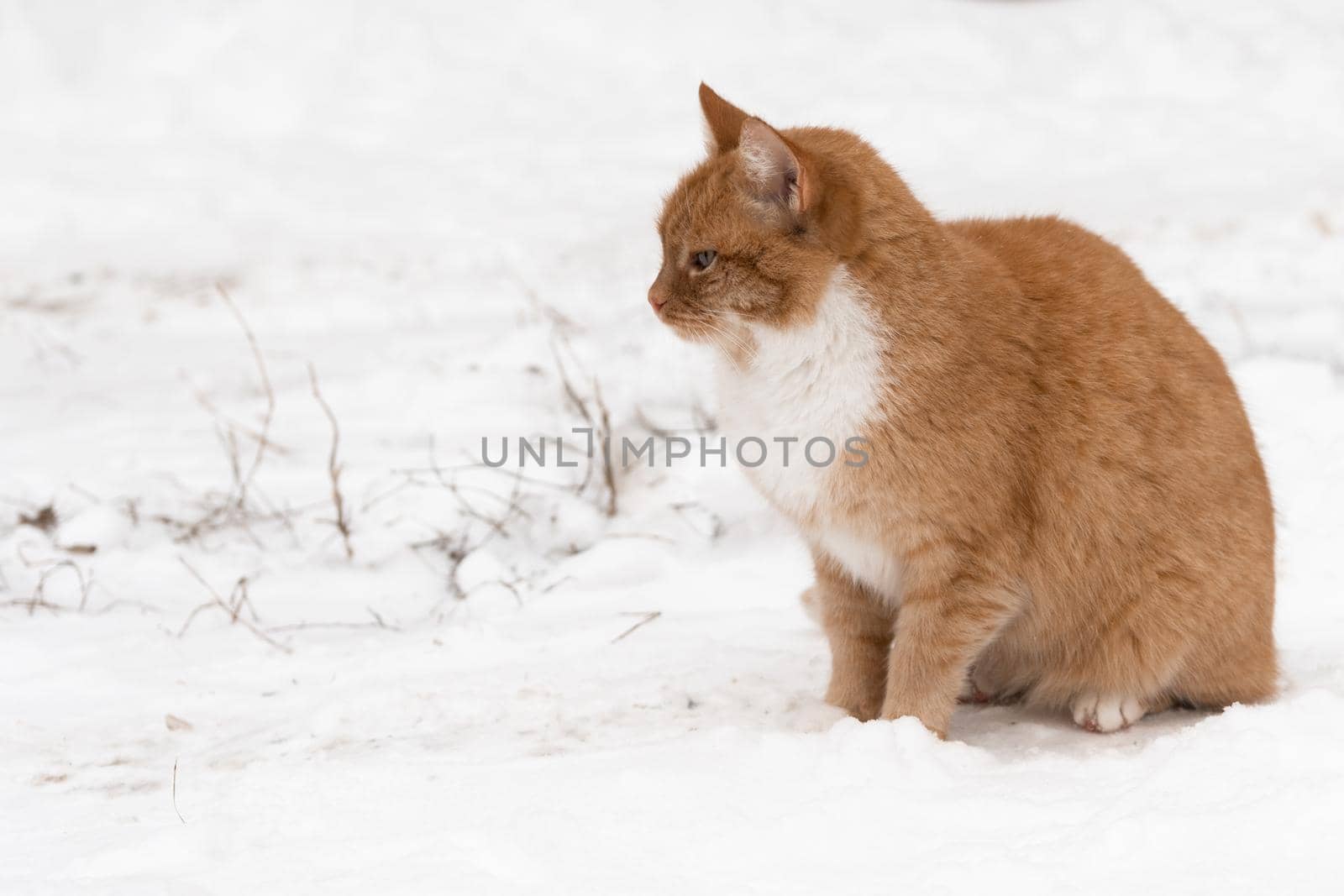 red cat in winter sits on the snowy ground and looks ahead. the pet wants to be allowed home to warm up. cold and frosty
