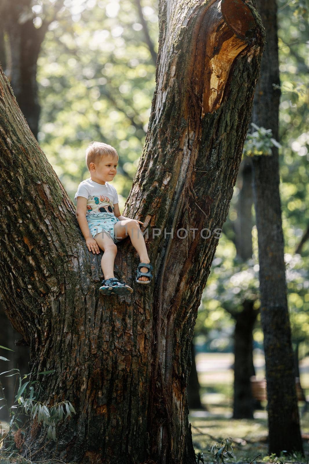 Portrait of cute kid boy sitting on the big old tree on sunny day.